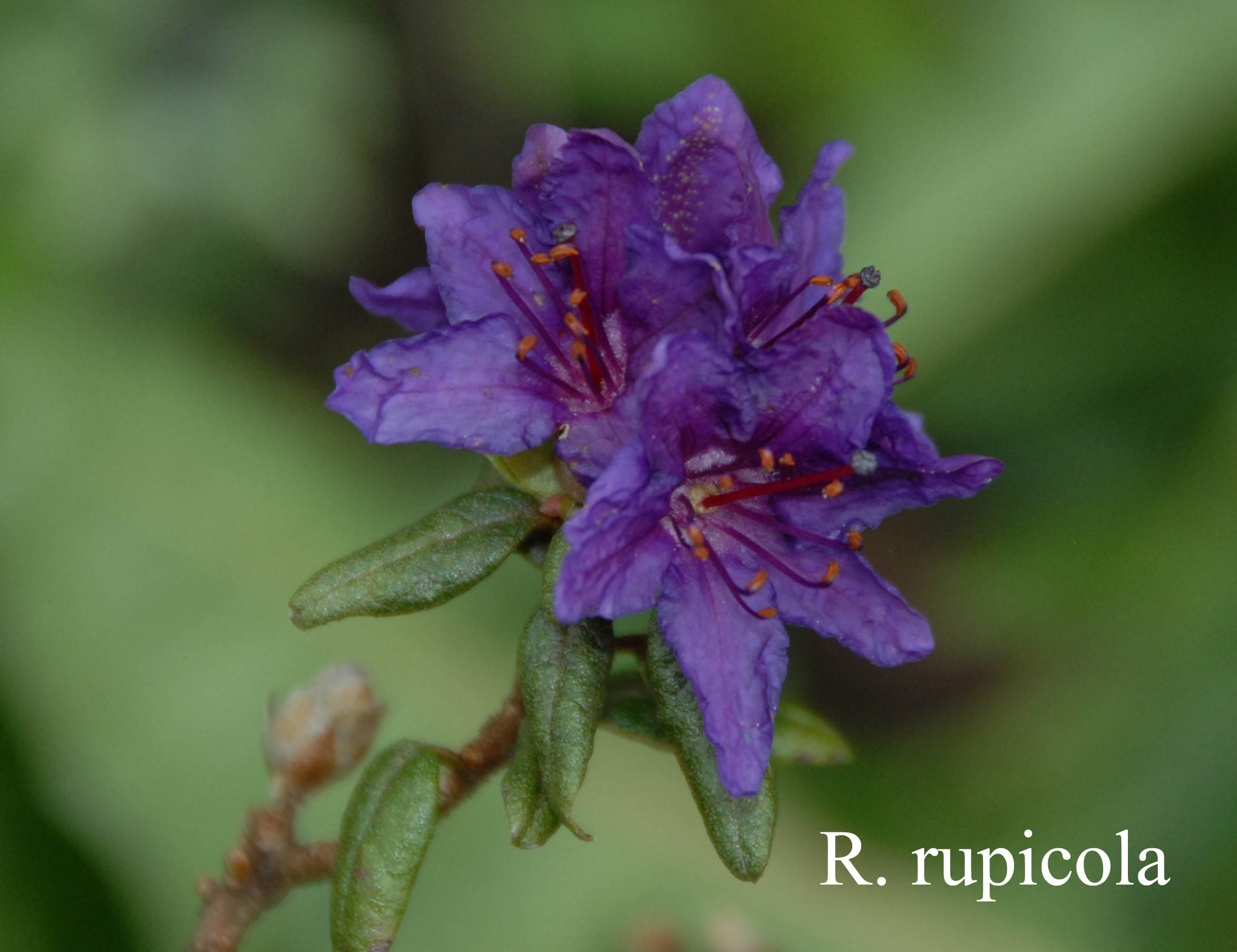 Rhododendron rupicola var rupicola photo