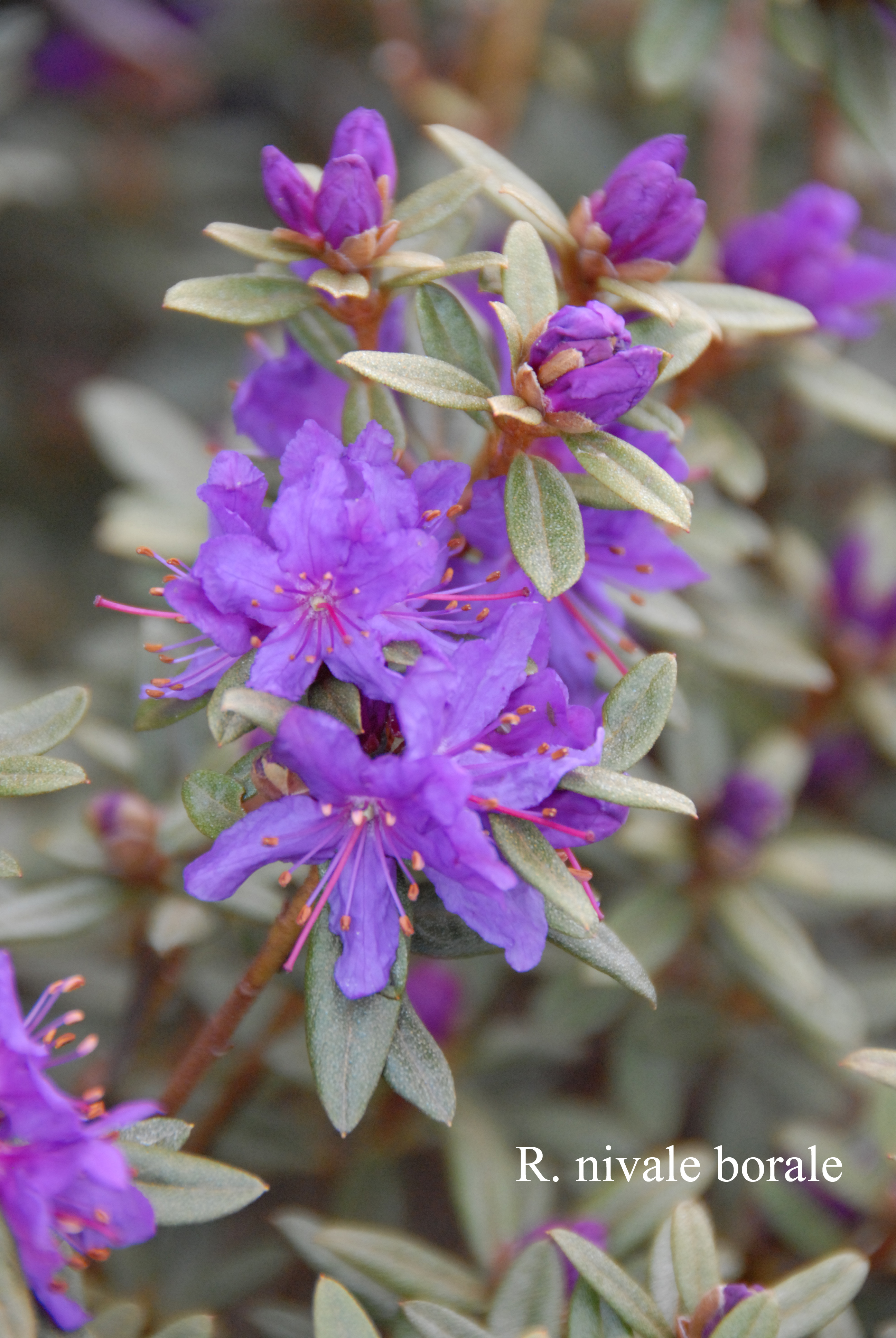 Rhododendron nivale ssp boreale photo
