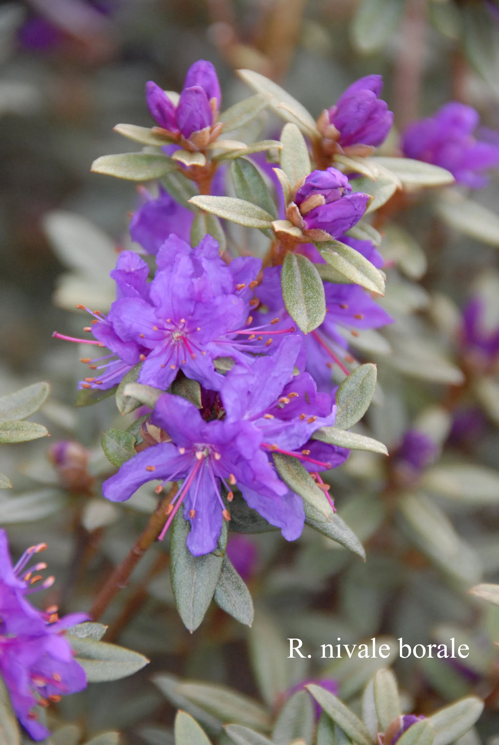 R. nivale ssp boreale photo of R. nivale ssp boreale. Location: Fearing's Farm Nursery, Abbotsford, BC, Canada. Photo by: Harold Fearing