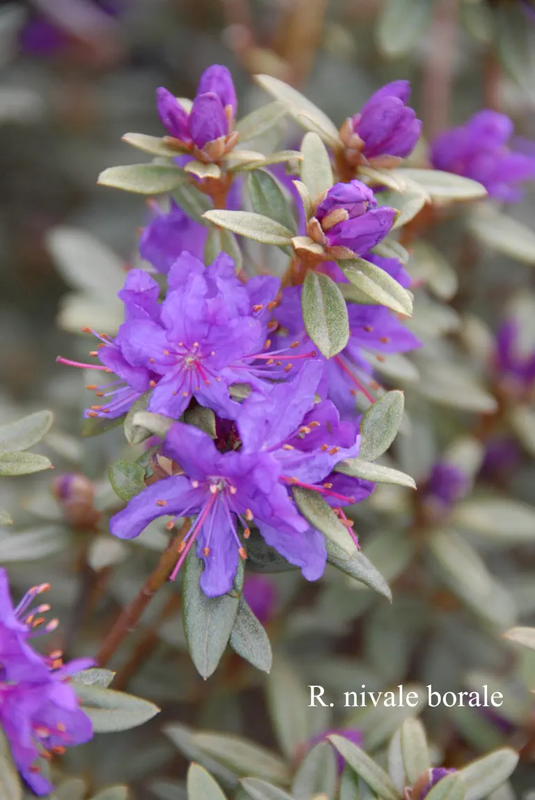 Photo of R. nivale ssp boreale, Species