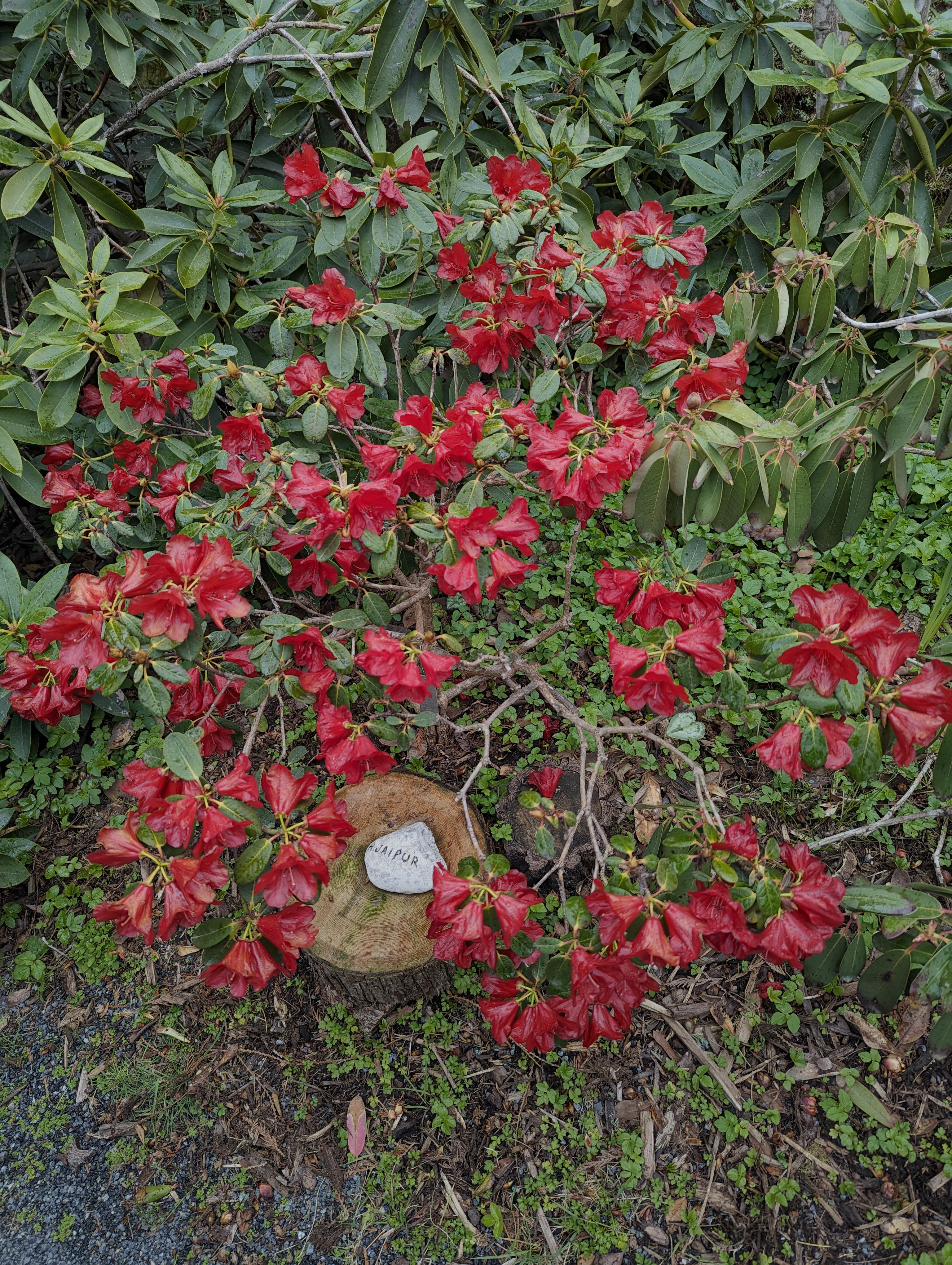 Rhododendron Jaipur Group photo
