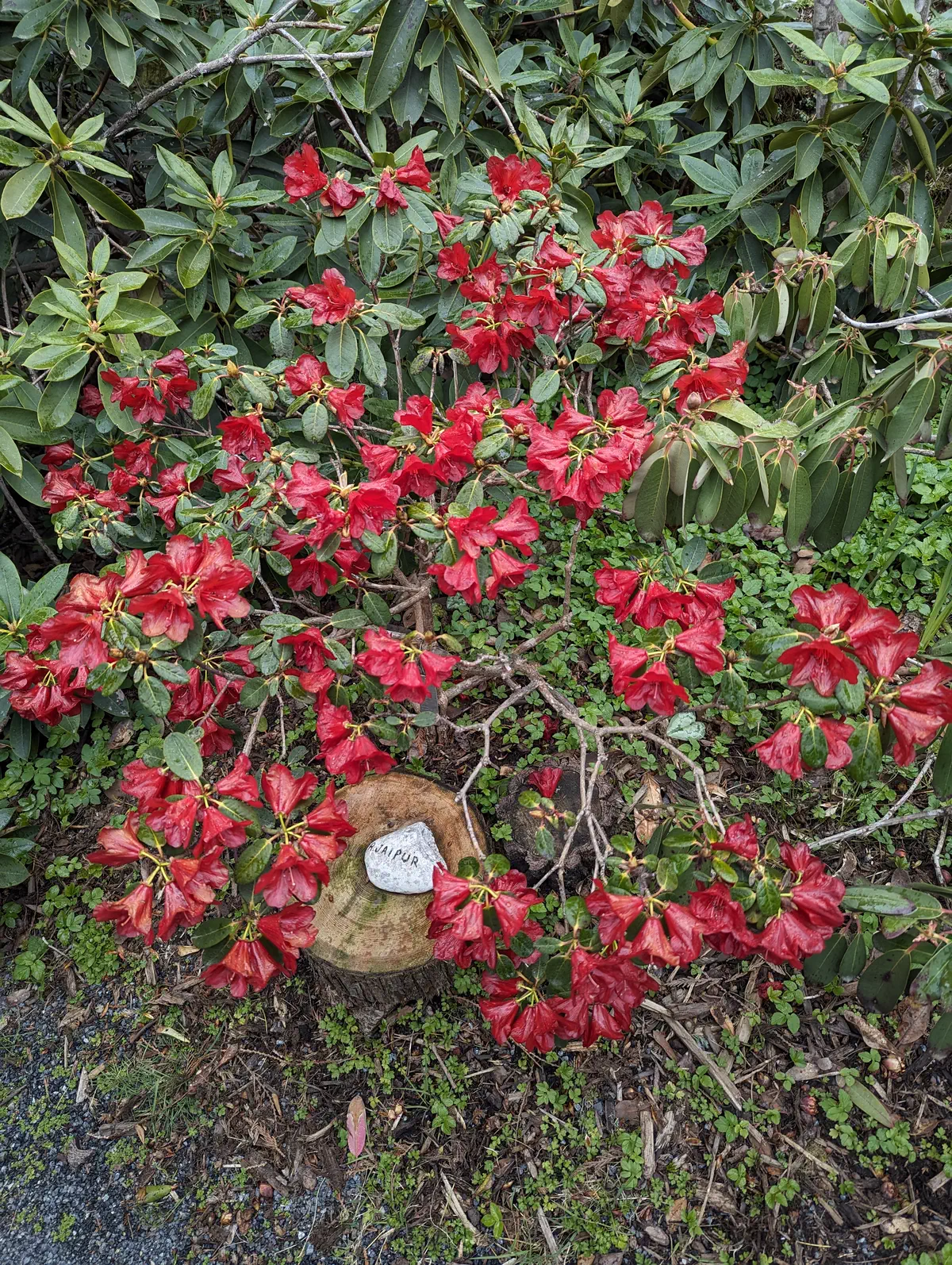 R. 'Jaipur Group' photo of R. 'Jaipur Group'. low, straggly habit. Location: Sooke, South Vancouver Island, BC, Canada. Photo by: John Verwolf