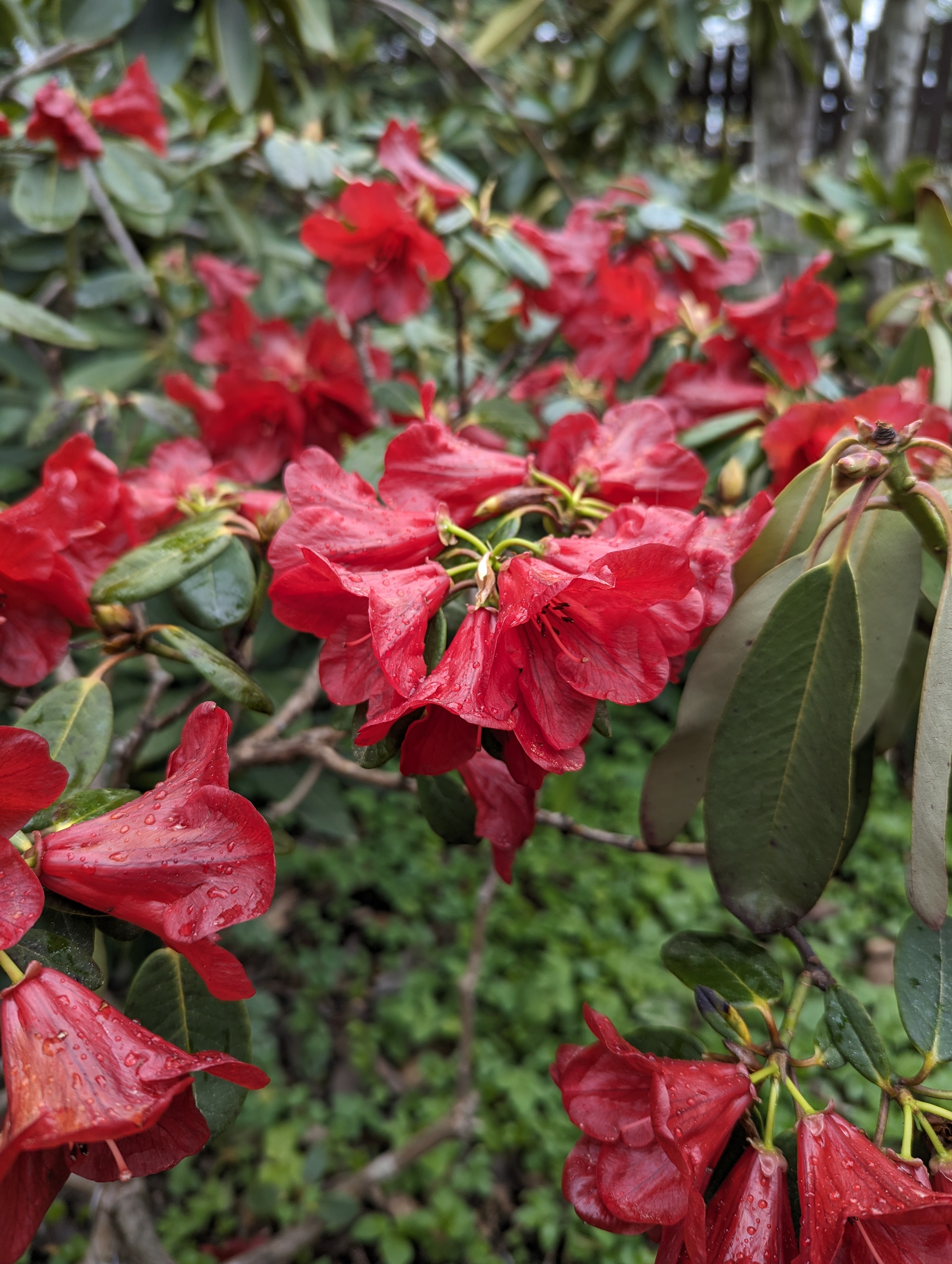 Rhododendron Jaipur Group photo