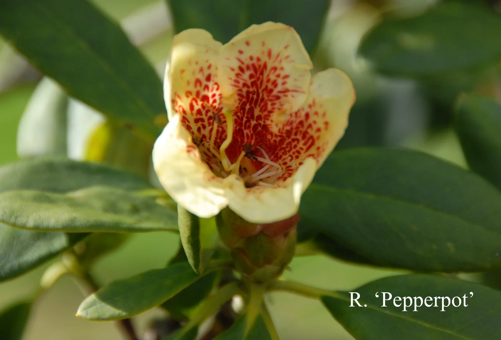 R. 'Pepperpot' photo of R. 'Pepperpot'. Location: Fearing's Farm Nursery, Abbotsford, BC, Canada. Photo by: Harold Fearing
