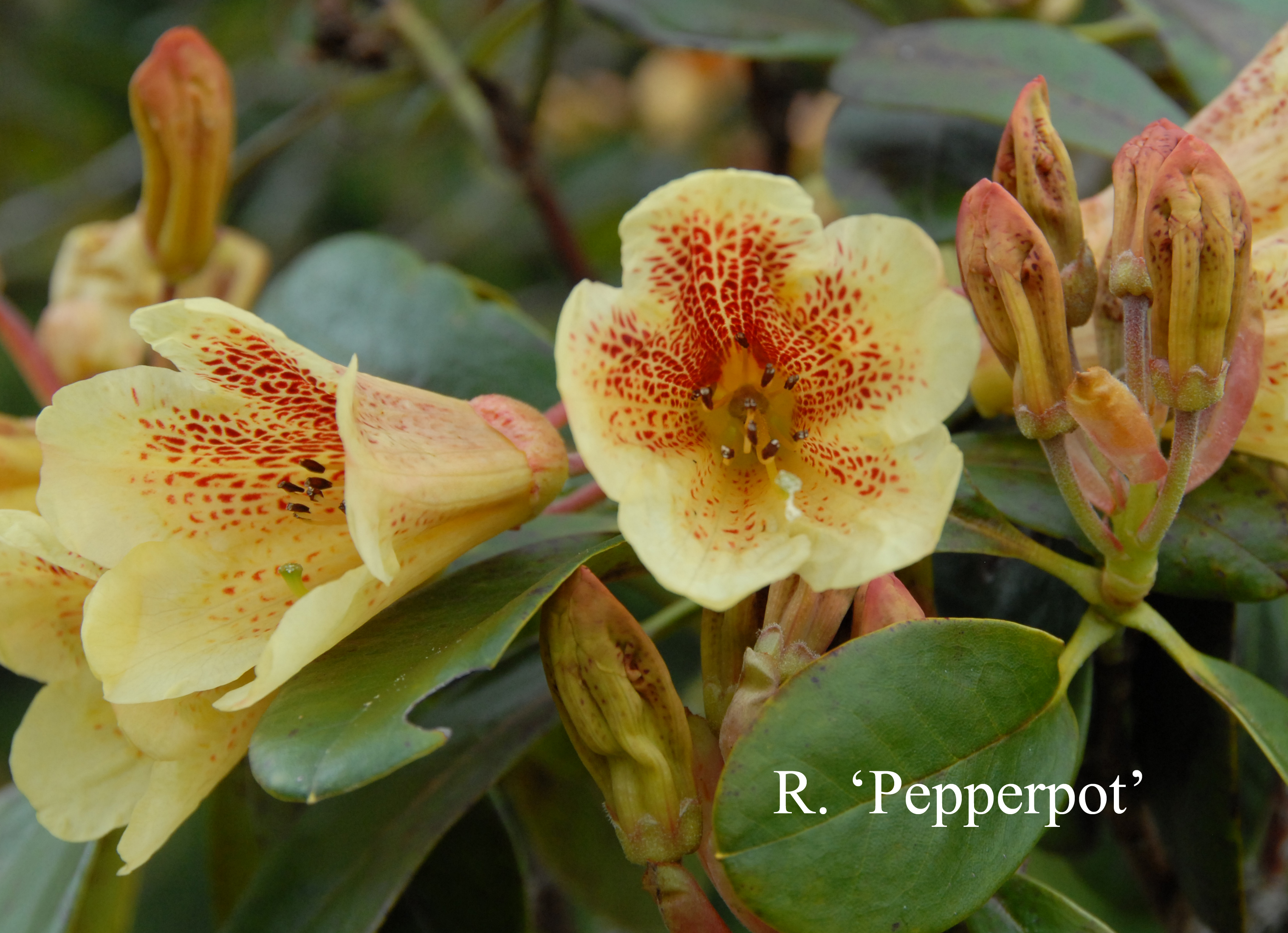 Rhododendron Pepperpot photo