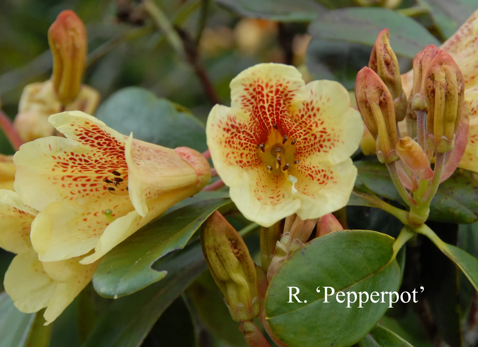 R. 'Pepperpot' photo of R. 'Pepperpot'. Location: Fearing's Farm Nursery, Abbotsford, BC, Canada. Photo by: Harold Fearing