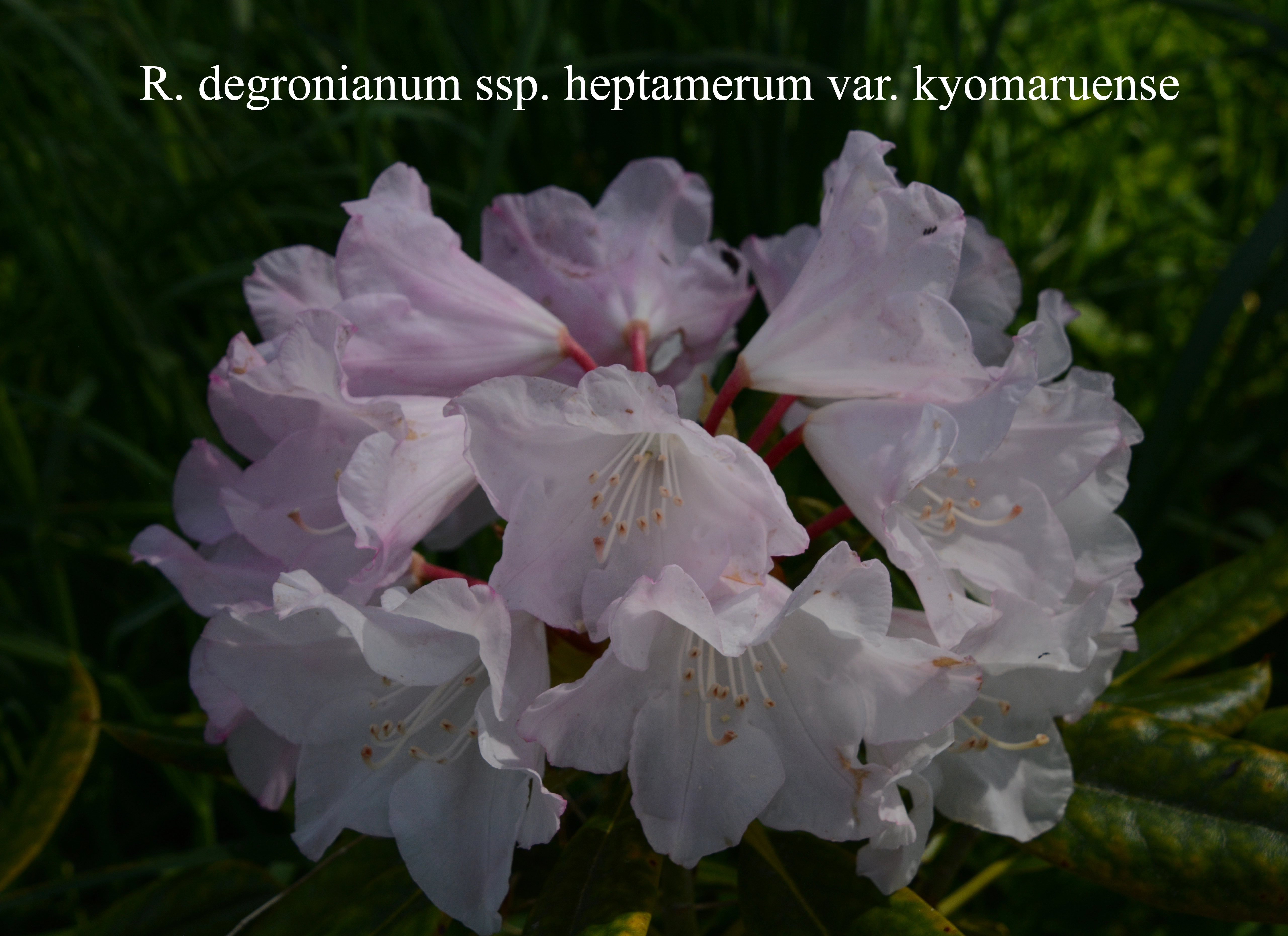 Rhododendron degronianum ssp heptamerum var kyomauruense photo
