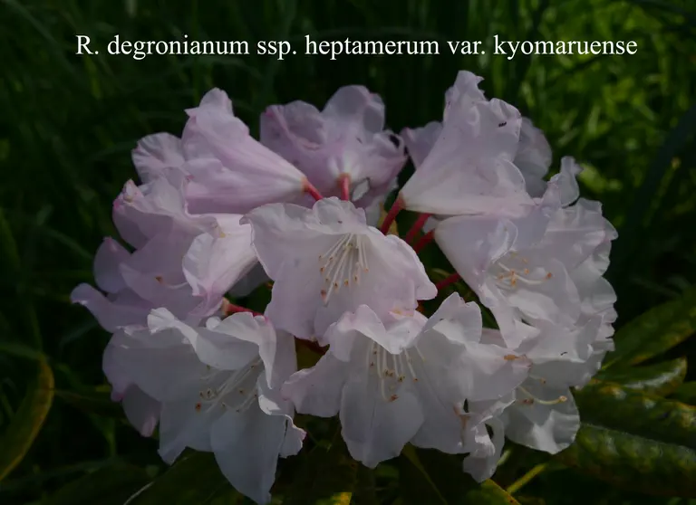 Photo of R. degronianum ssp heptamerum var kyomauruense, Species