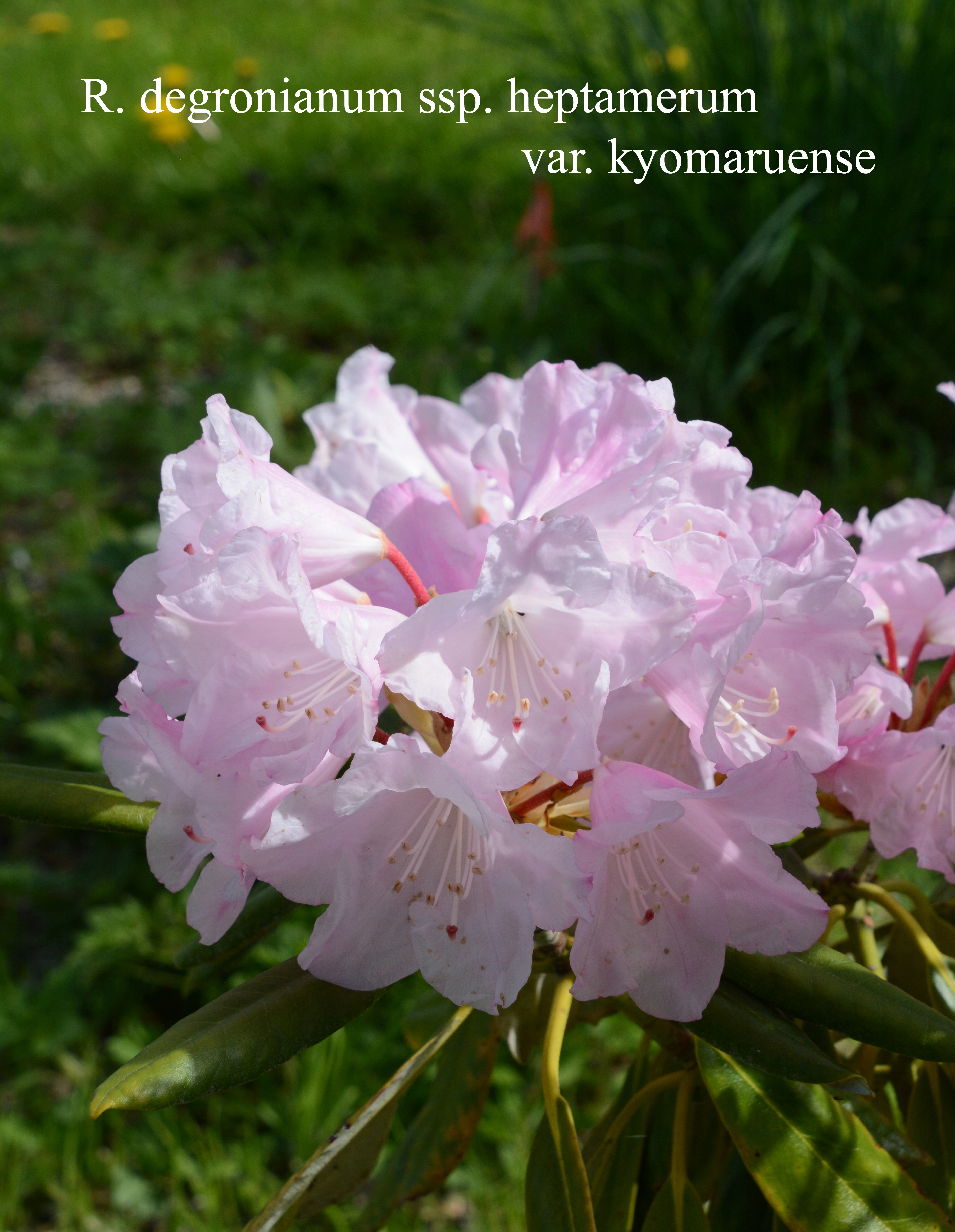 Rhododendron degronianum ssp heptamerum var kyomauruense photo