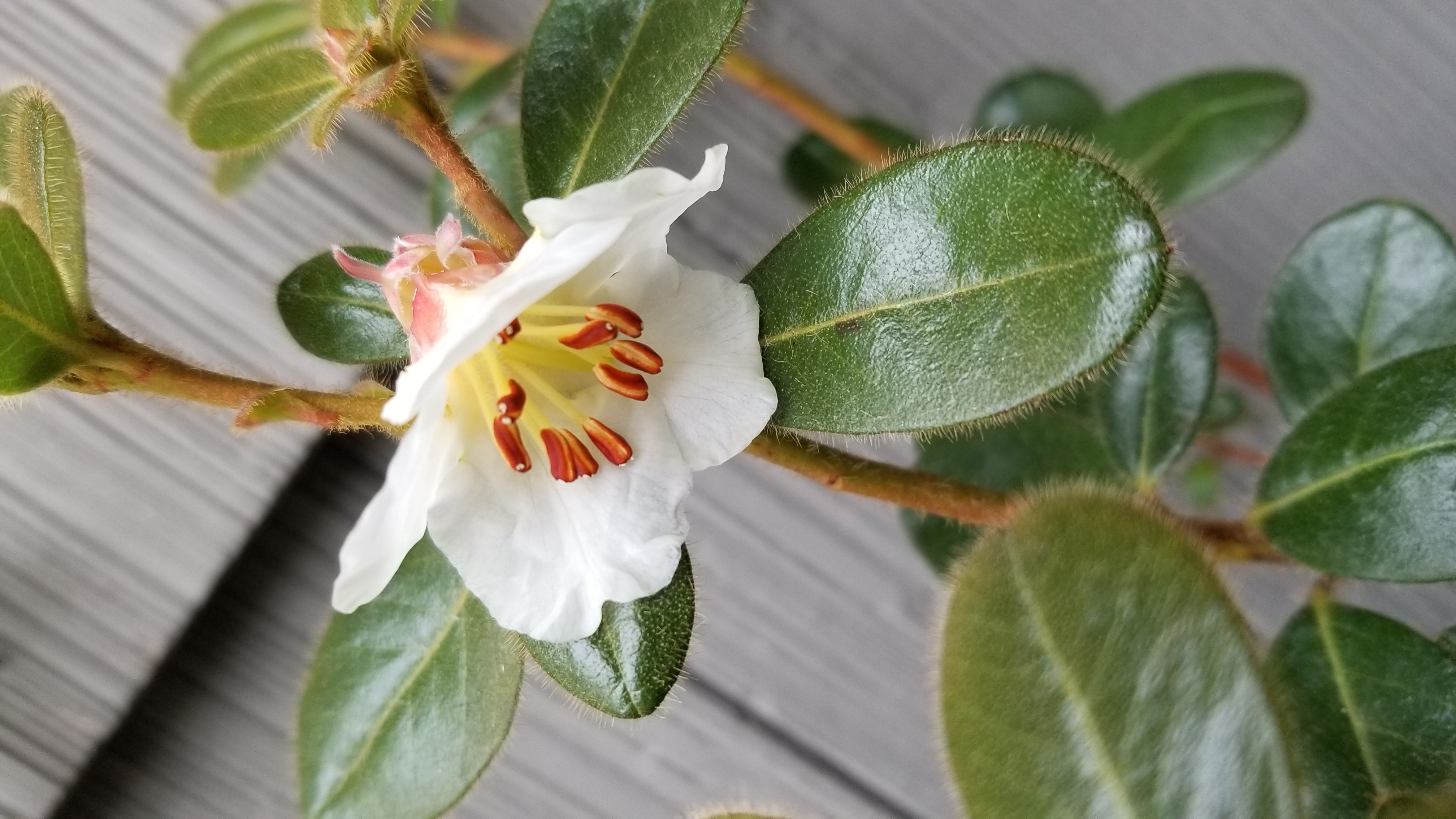 Rhododendron leucaspis photo