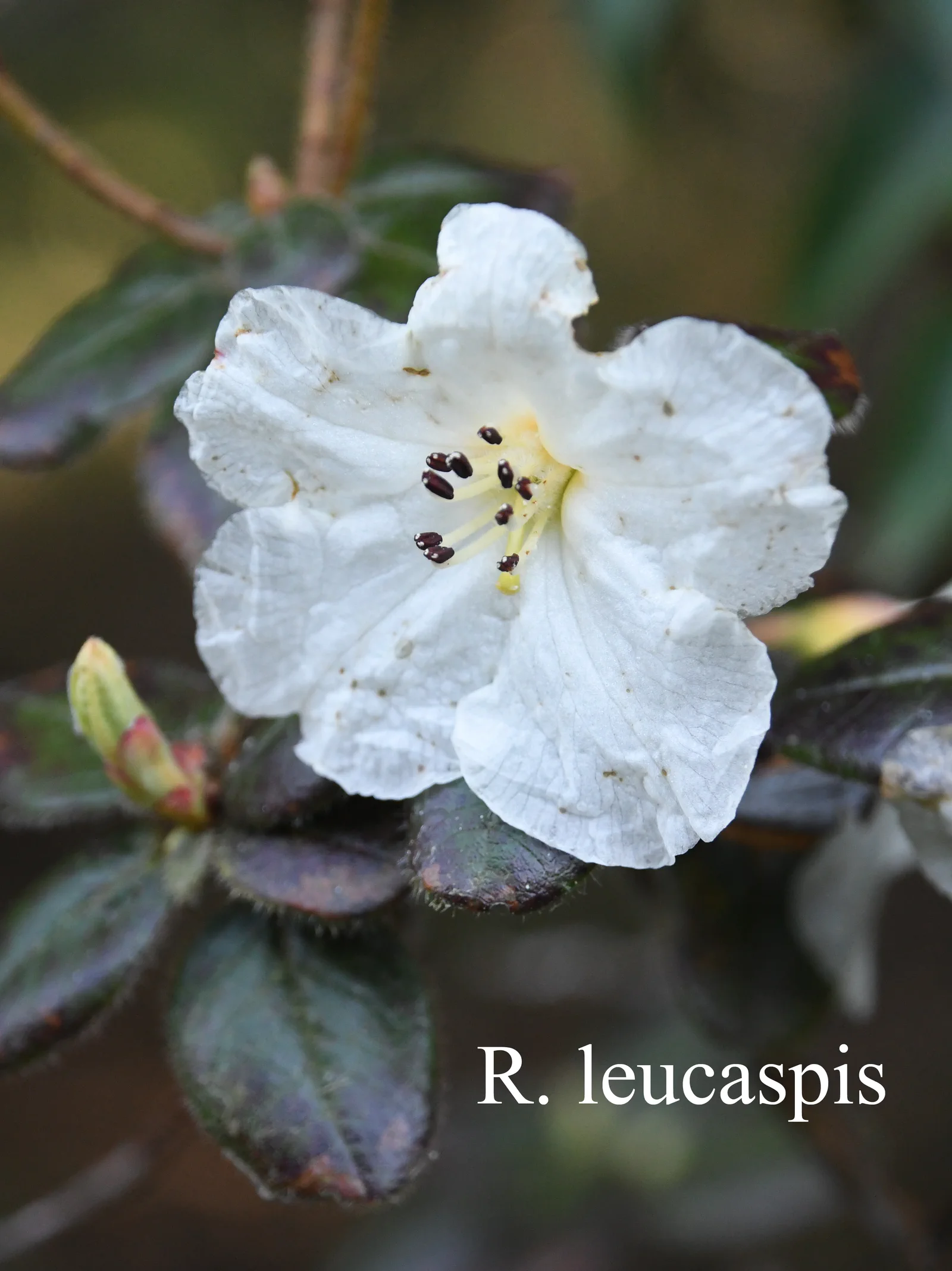 R. leucaspis photo of R. leucaspis. Location: Fearing's Farm Nursery, Abbotsford, BC, Canada. Photo by: Harold Fearing