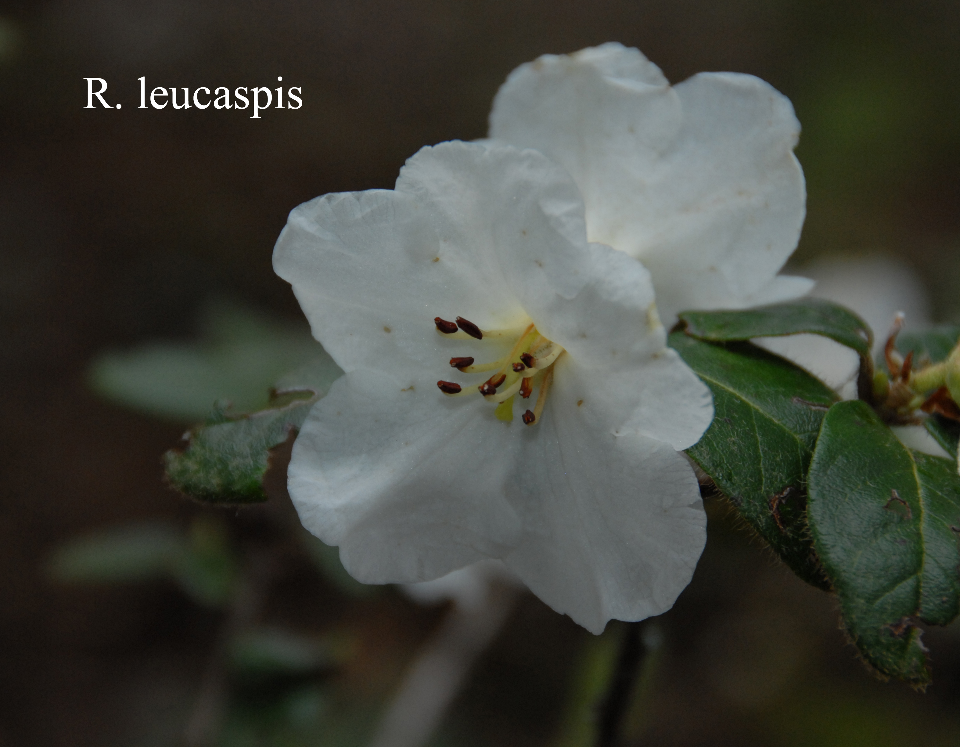 Rhododendron leucaspis photo
