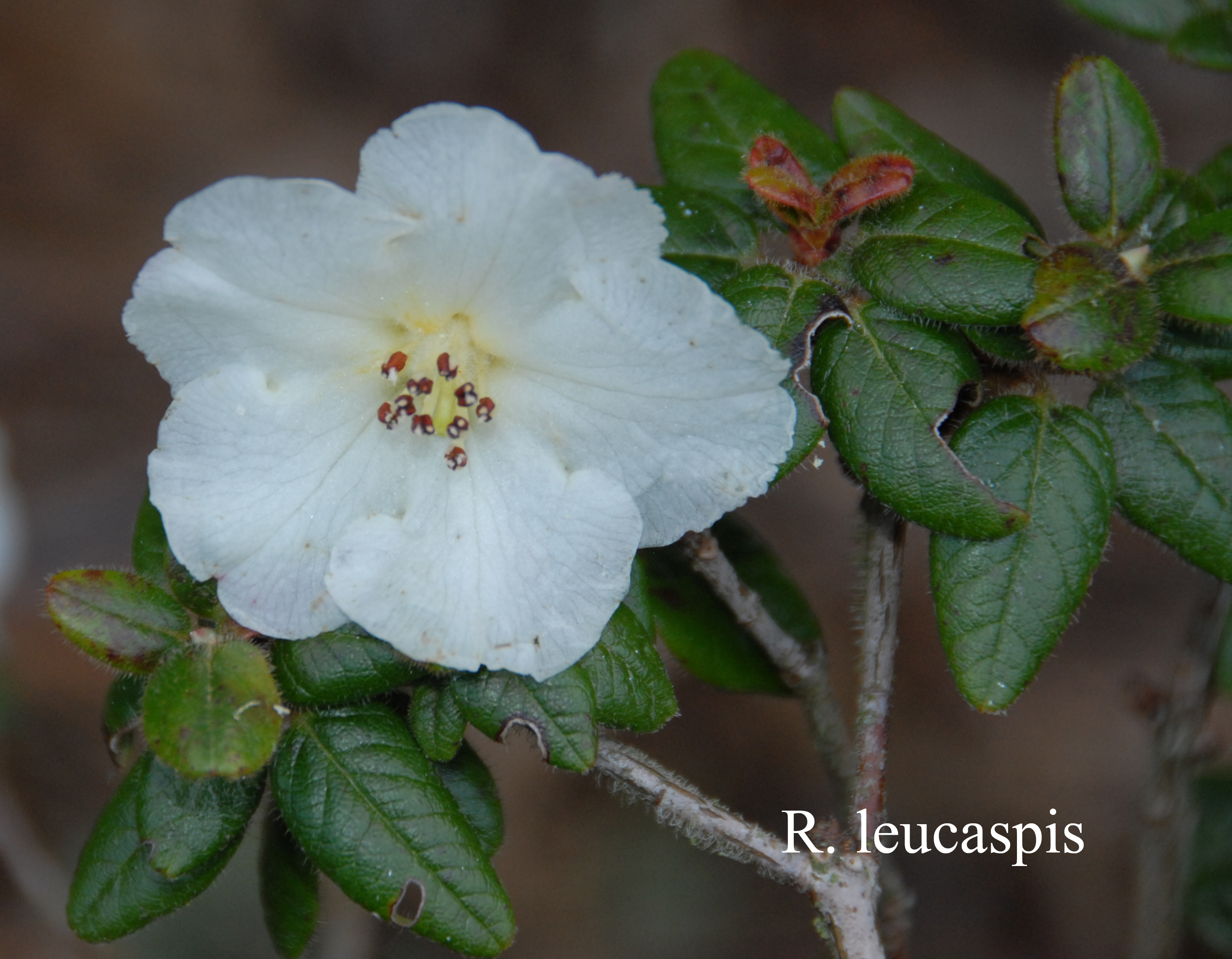 Rhododendron leucaspis photo