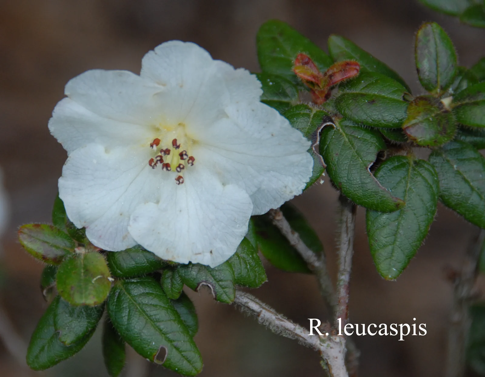 R. leucaspis photo of R. leucaspis. Location: Fearing's Farm Nursery, Abbotsford, BC, Canada. Photo by: Harold Fearing