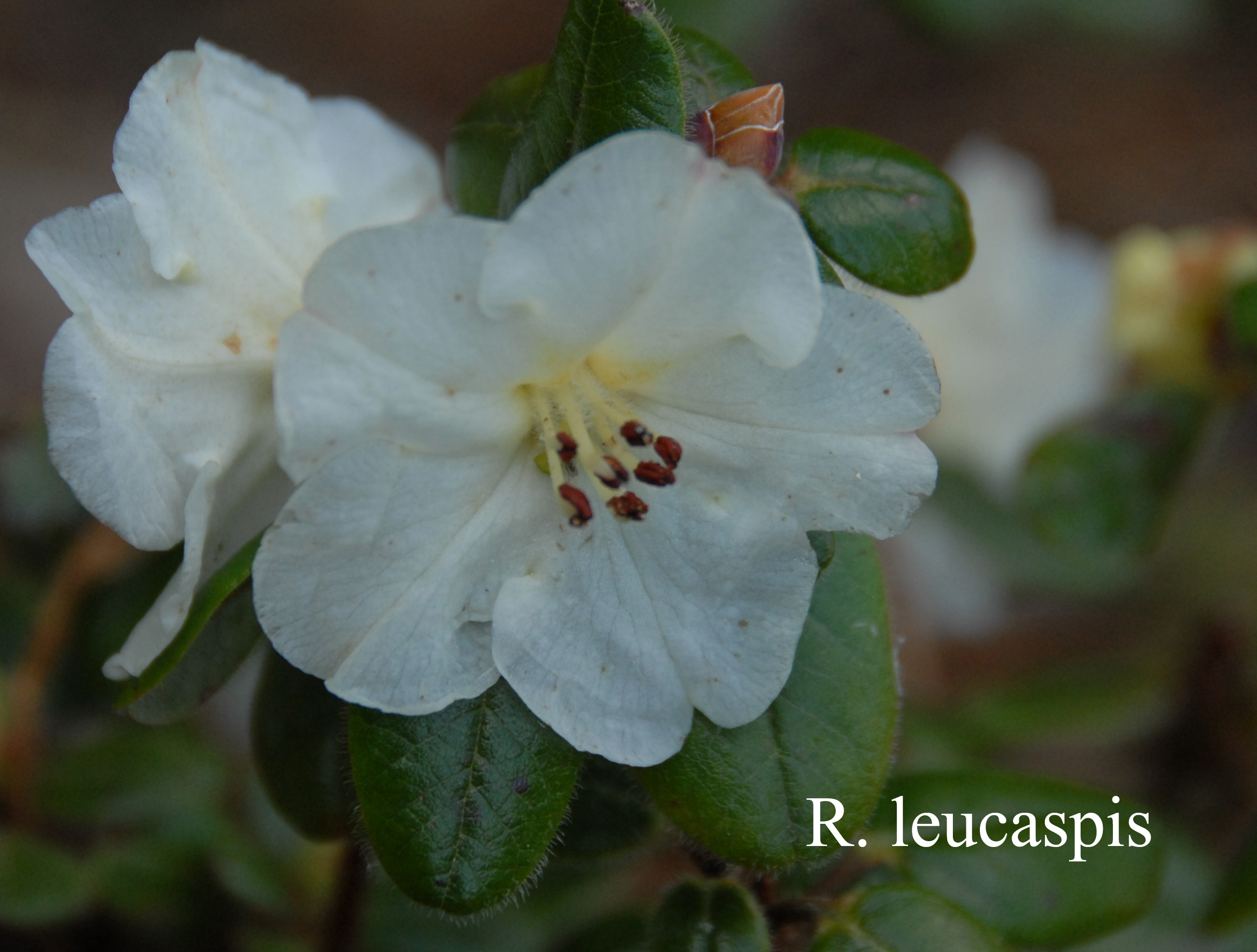 Rhododendron leucaspis photo