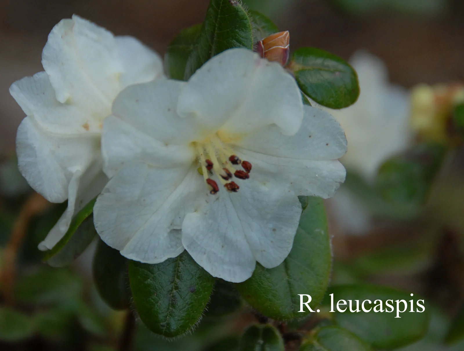 R. leucaspis photo of R. leucaspis. Location: Fearing's Farm Nursery, Abbotsford, BC, Canada. Photo by: Harold Fearing