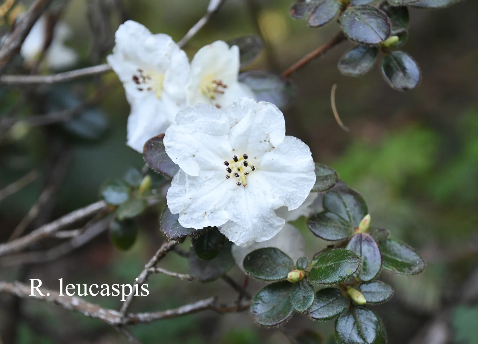 R. leucaspis photo of R. leucaspis. Location: Fearing's Farm Nursery, Abbotsford, BC, Canada. Photo by: Harold Fearing