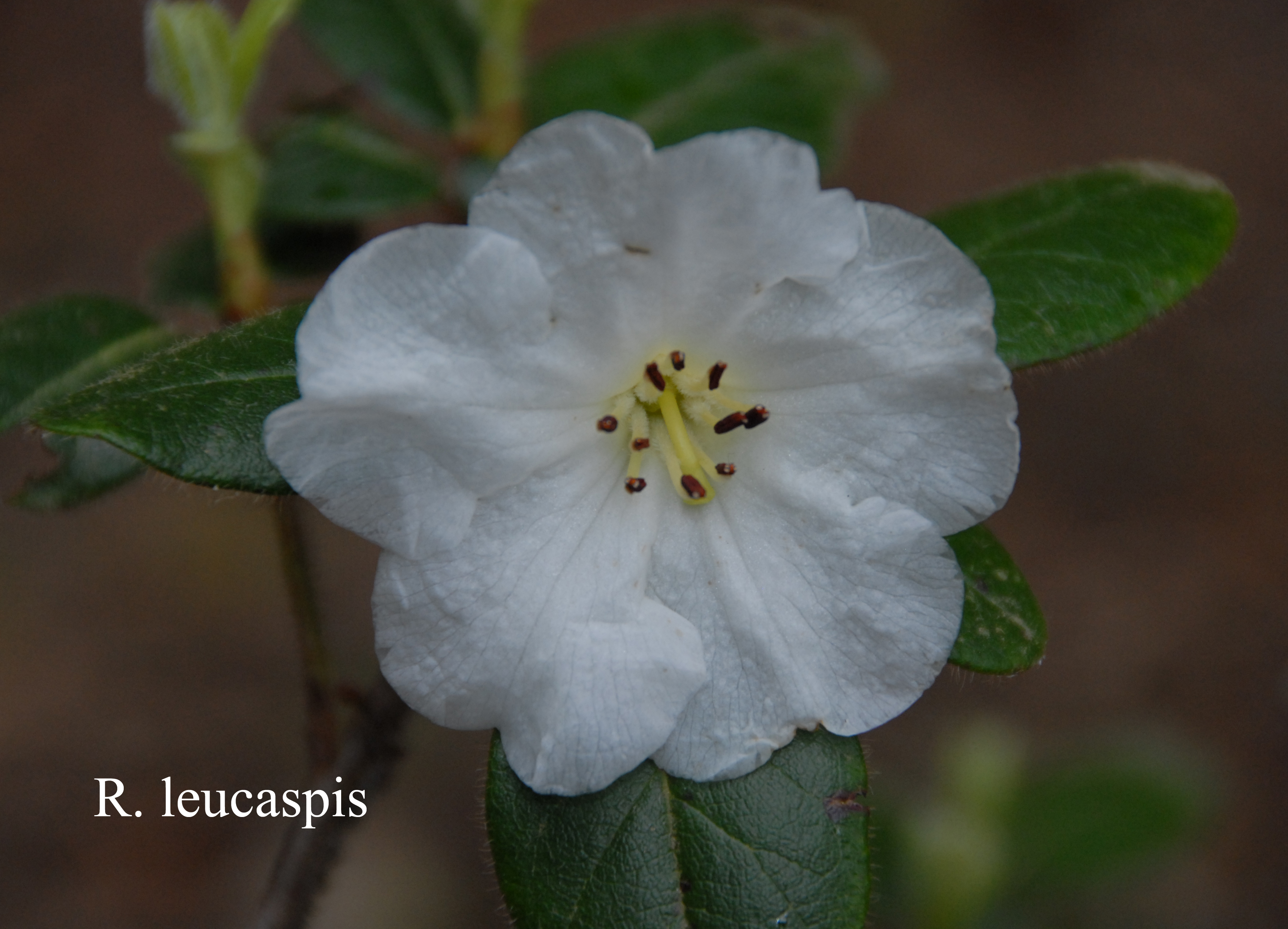 Rhododendron leucaspis photo