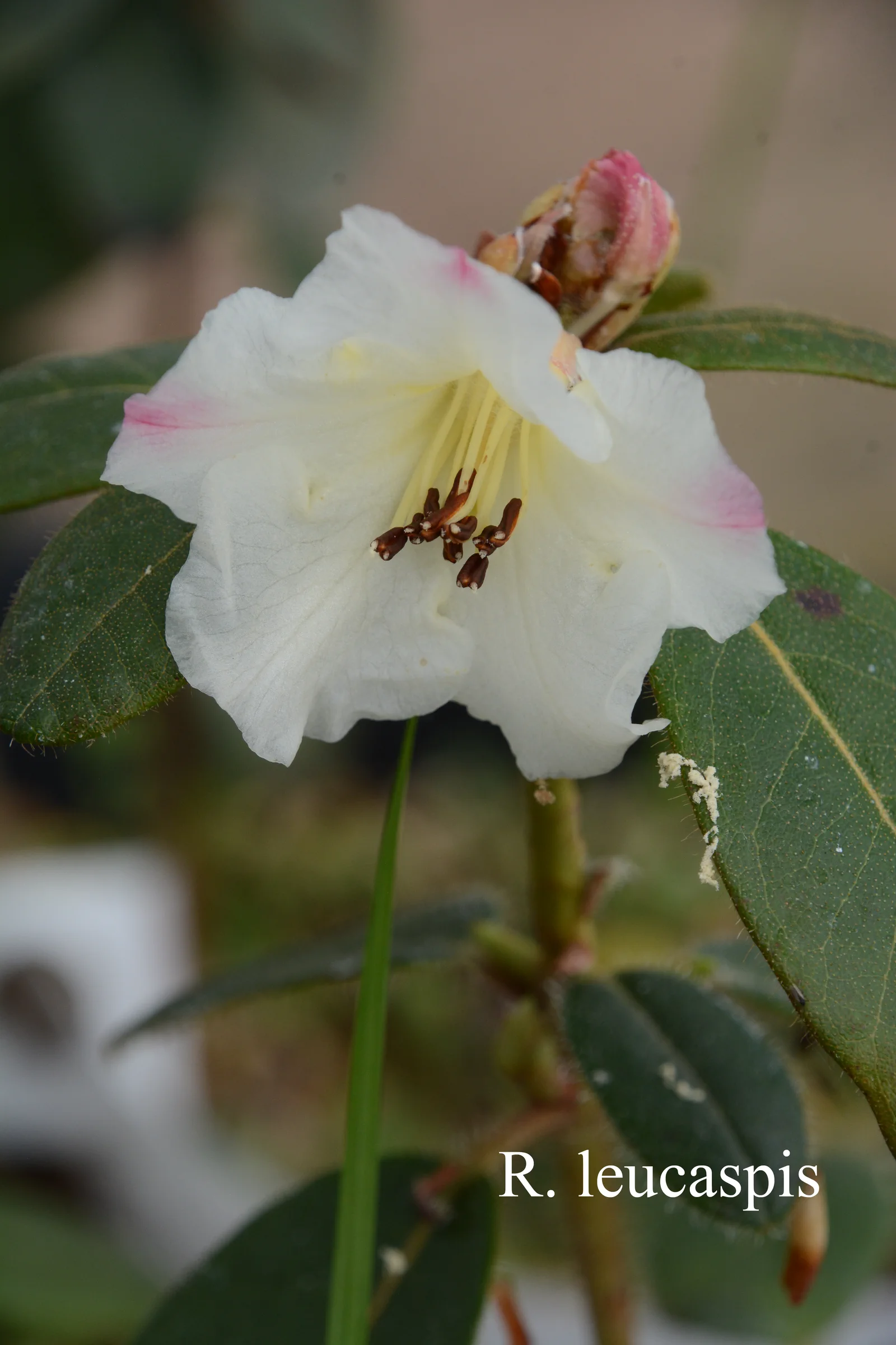 R. leucaspis photo of R. leucaspis. Location: Fearing's Farm Nursery, Abbotsford, BC, Canada. Photo by: Harold Fearing