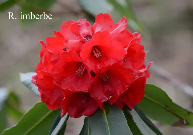 Photo of R. imberbe, Natural Hybrid
