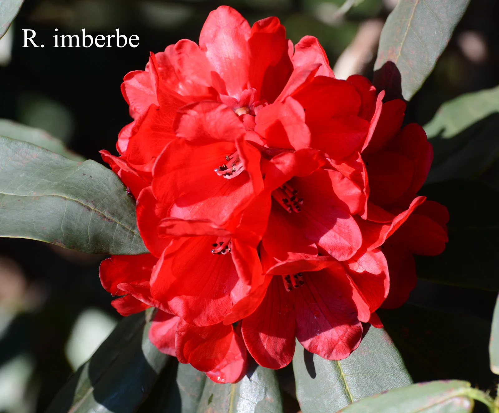 R. imberbe photo of R. imberbe. Location: Fearing's Farm Nursery, Abbotsford, BC, Canada. Photo by: Harold Fearing