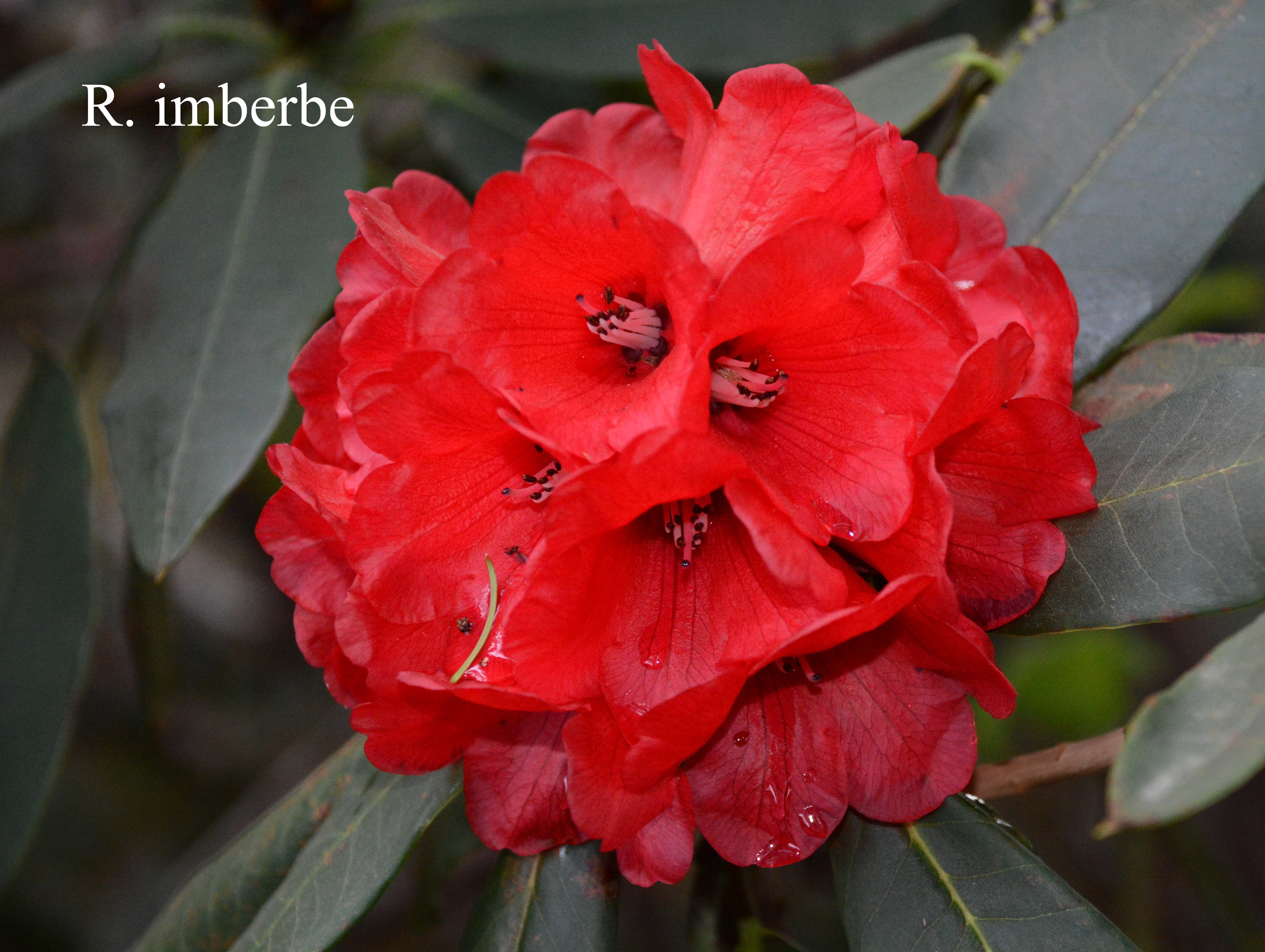 Rhododendron imberbe photo