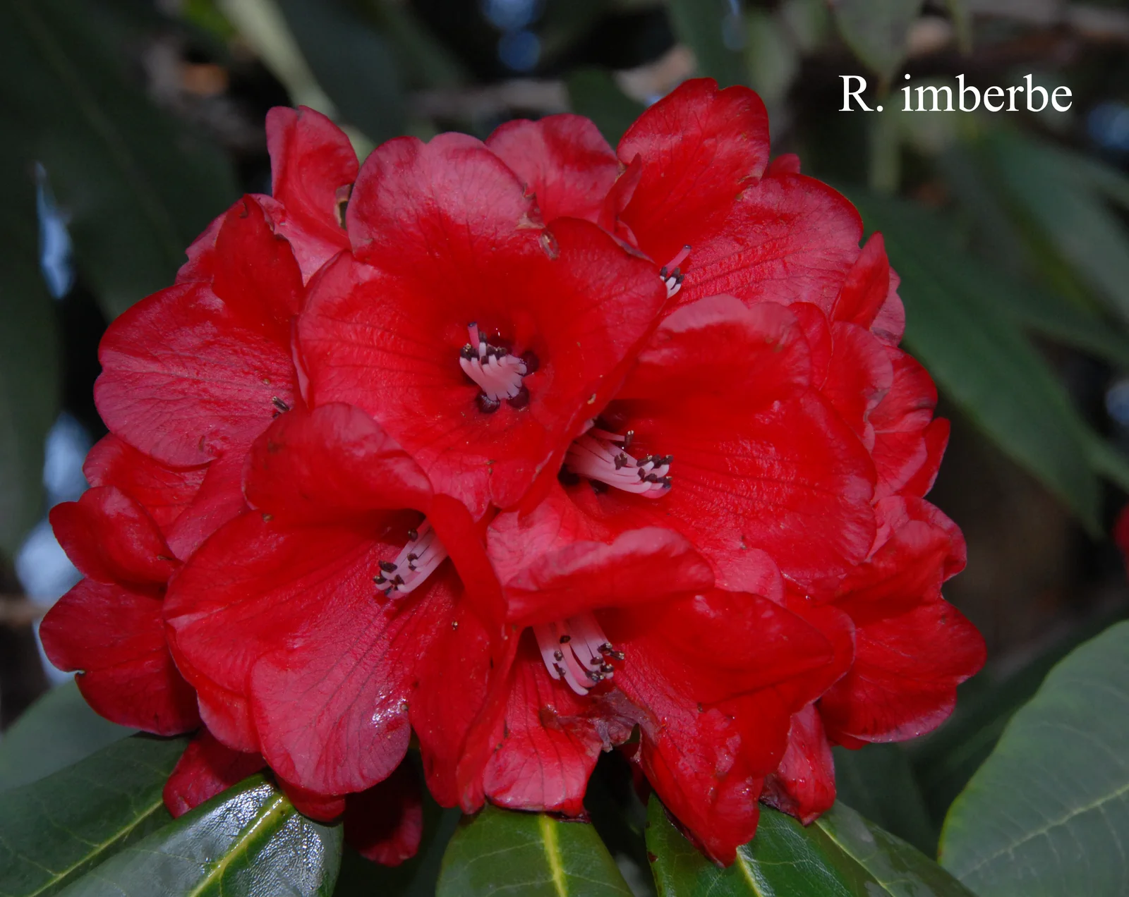 R. imberbe photo of R. imberbe. Location: Fearing's Farm Nursery, Abbotsford, BC, Canada. Photo by: Harold Fearing