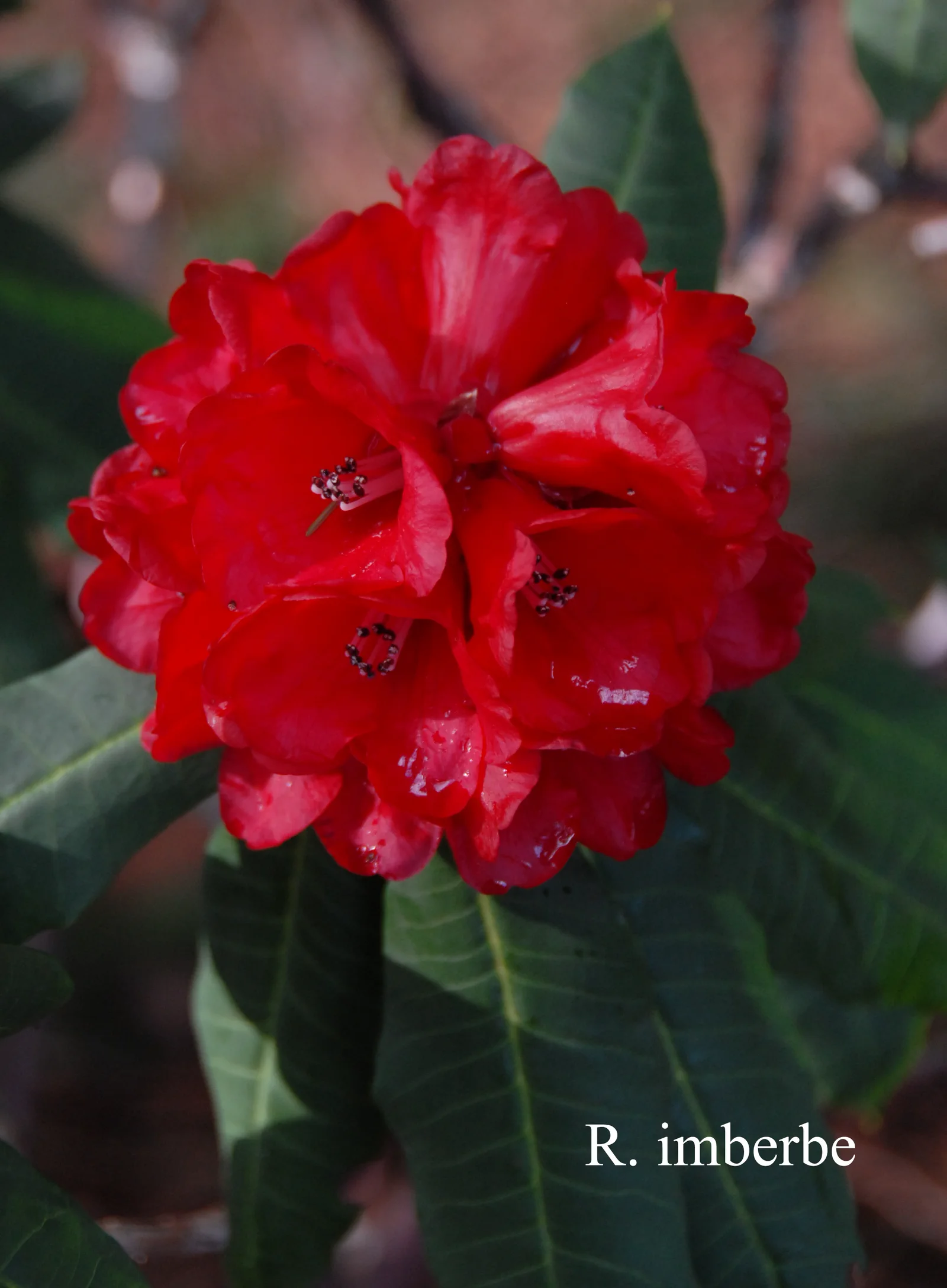 R. imberbe photo of R. imberbe. Location: Fearing's Farm Nursery, Abbotsford, BC, Canada. Photo by: Harold Fearing