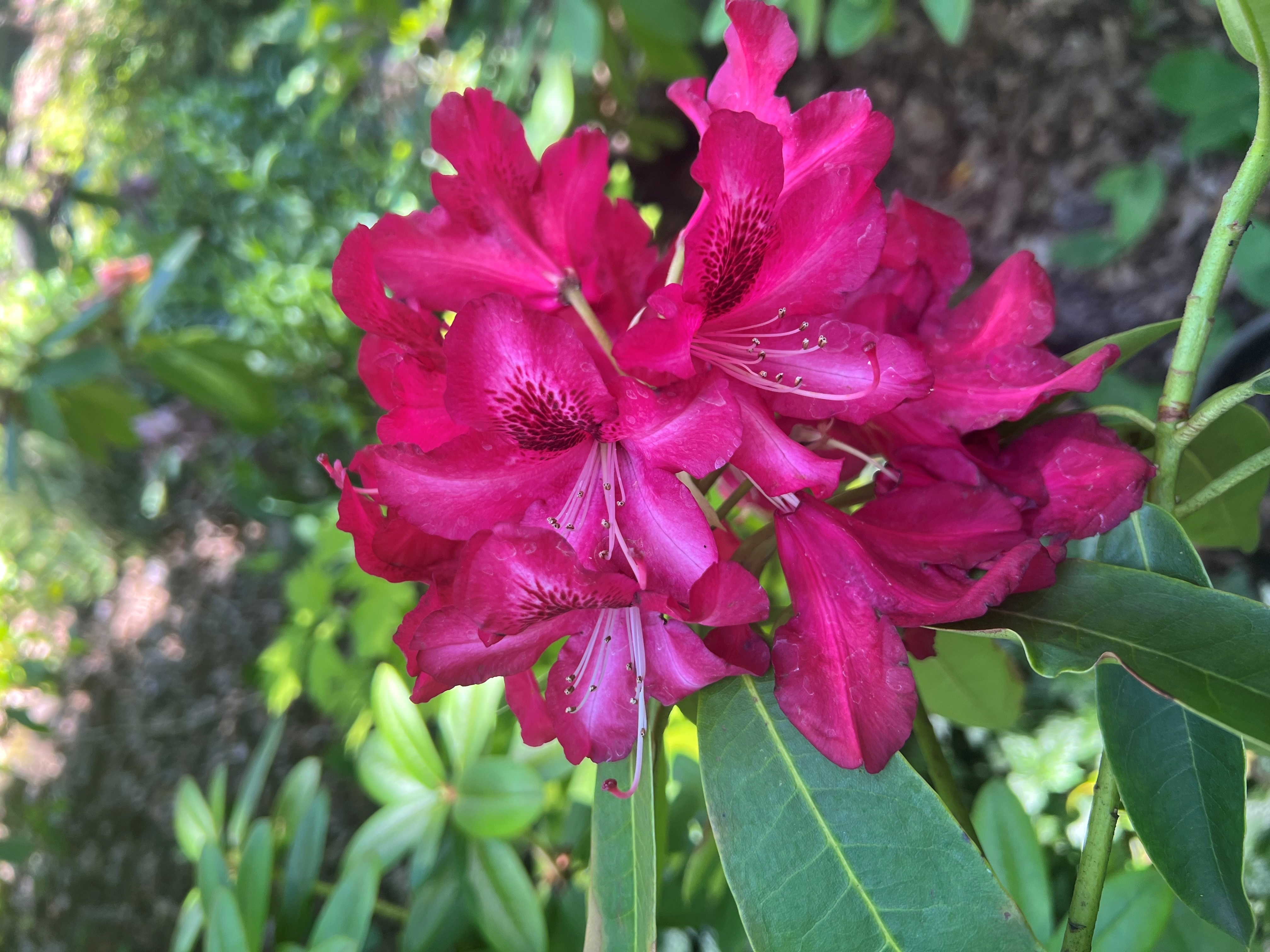 Rhododendron Edith Mackworth Pread photo