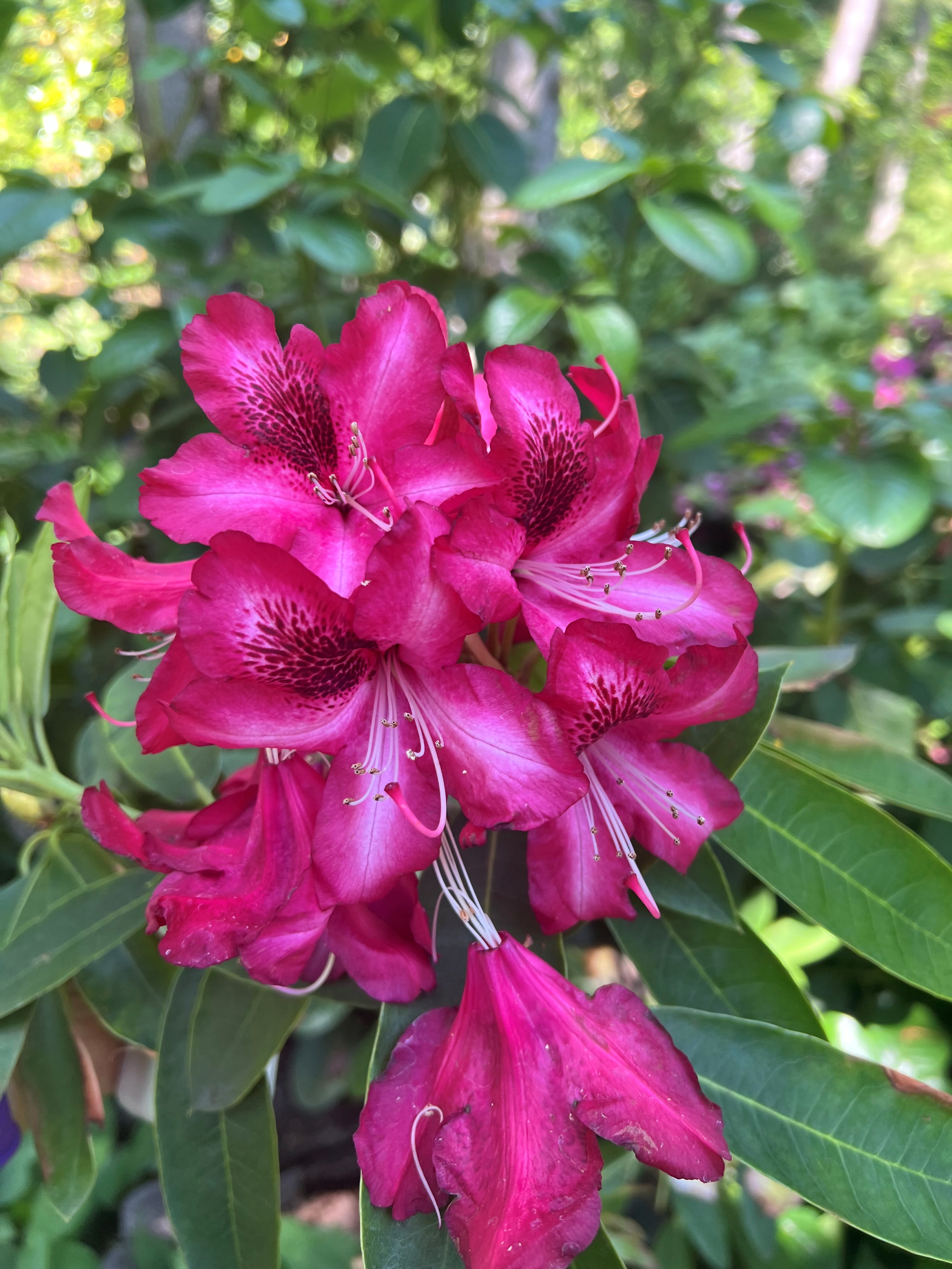Rhododendron Edith Mackworth Pread photo