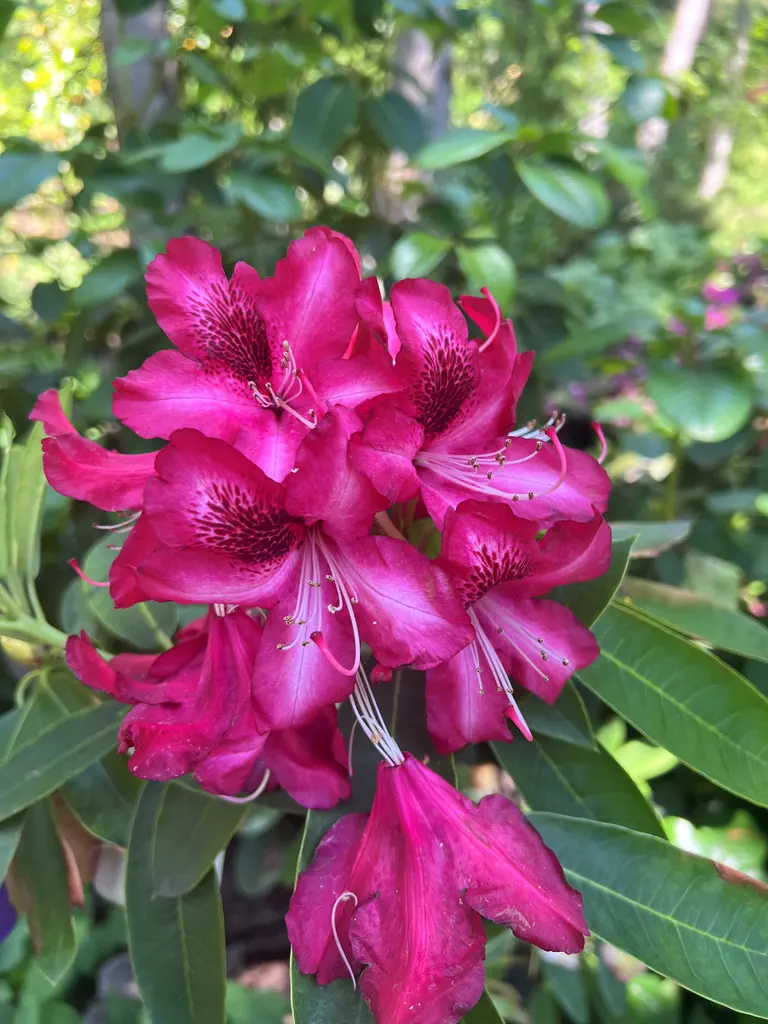 Photo of R. 'Edith Mackworth Pread', Rhododendron Hybrid