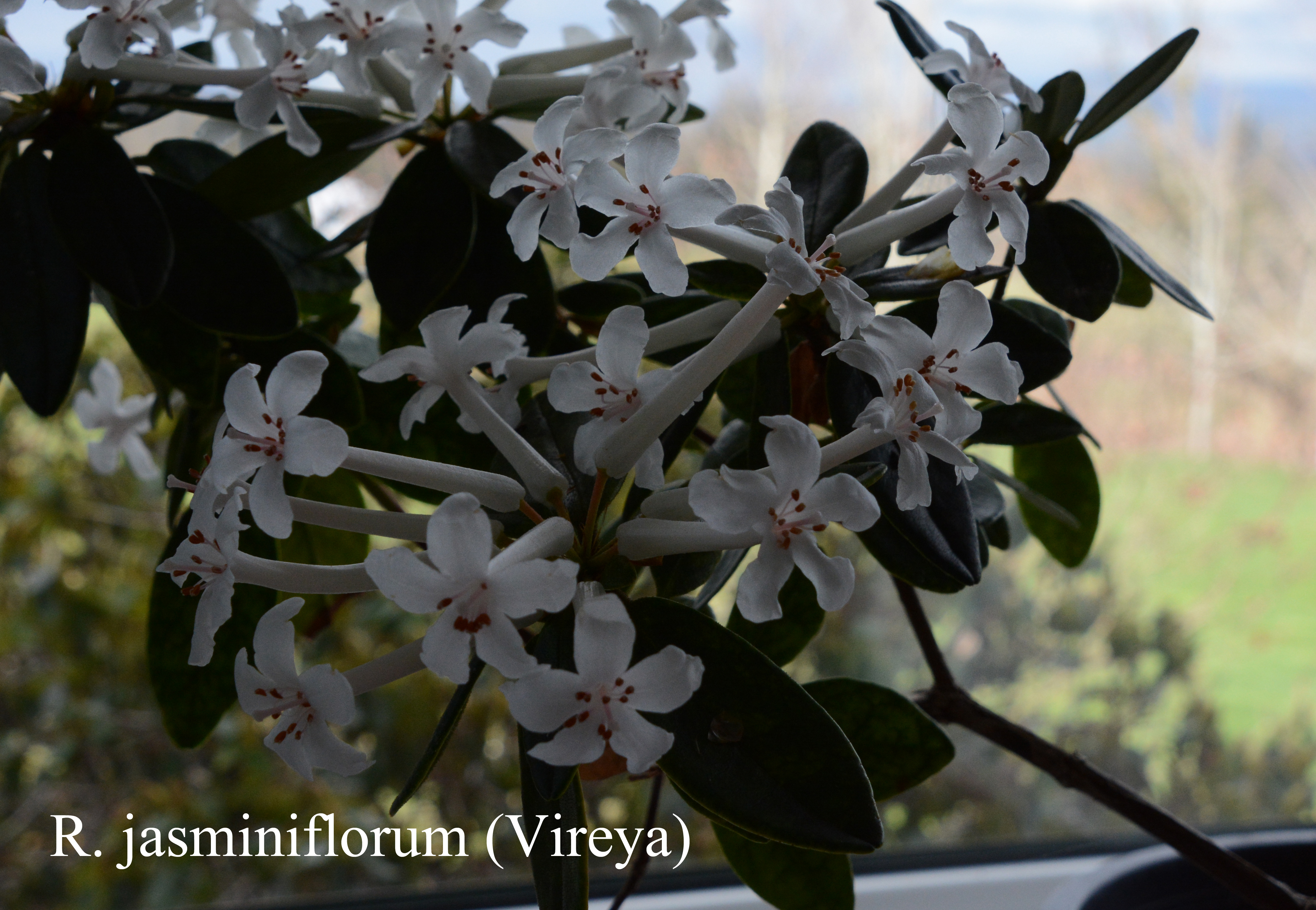 Rhododendron jasminiflorum photo