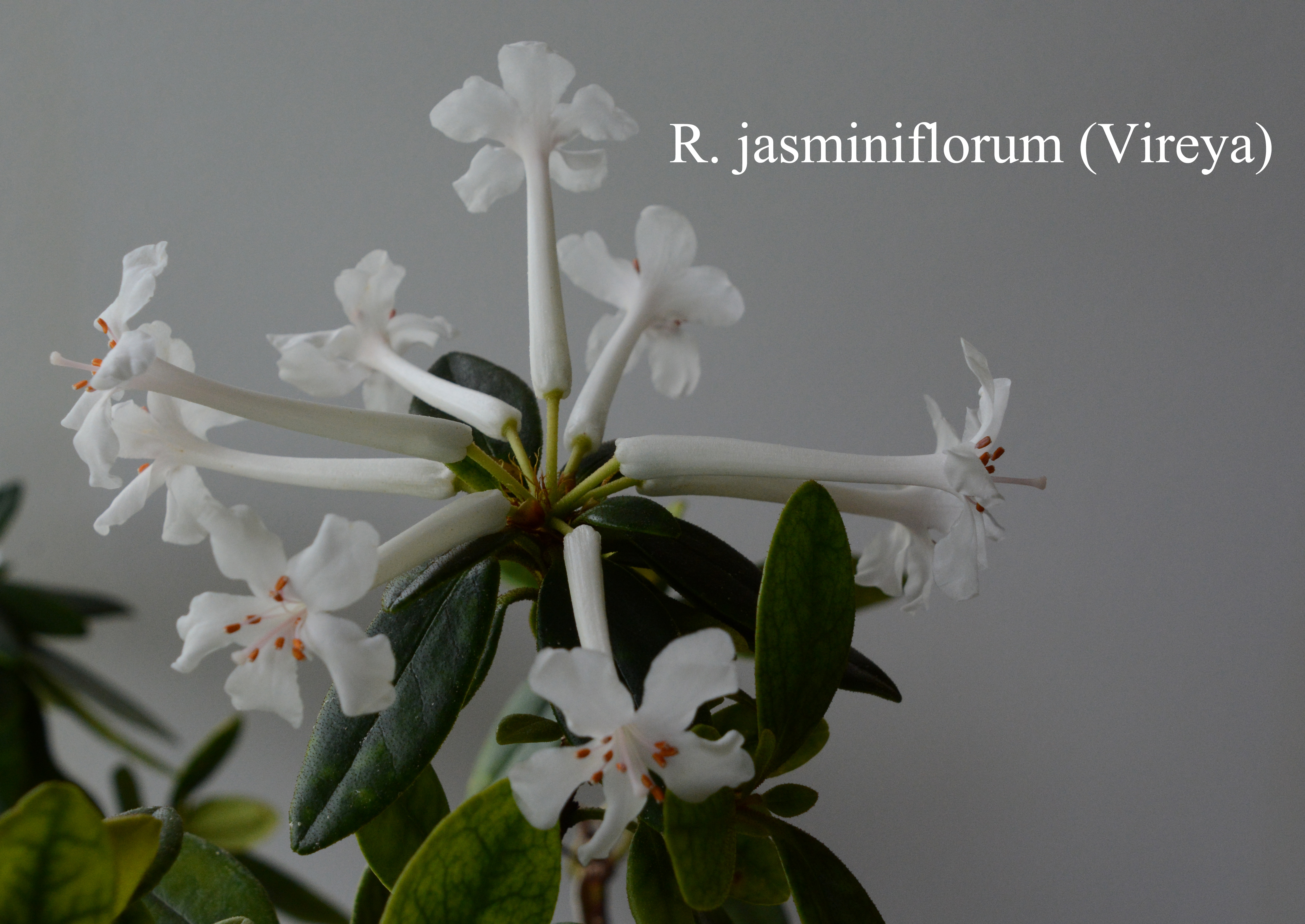 Rhododendron jasminiflorum photo