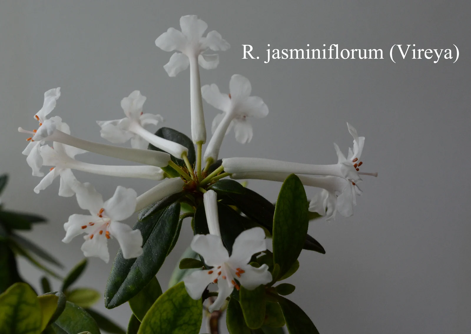 R. jasminiflorum photo of R. jasminiflorum. Location: Fearing's Farm Nursery, Abbotsford, BC, Canada. Photo by: Harold Fearing