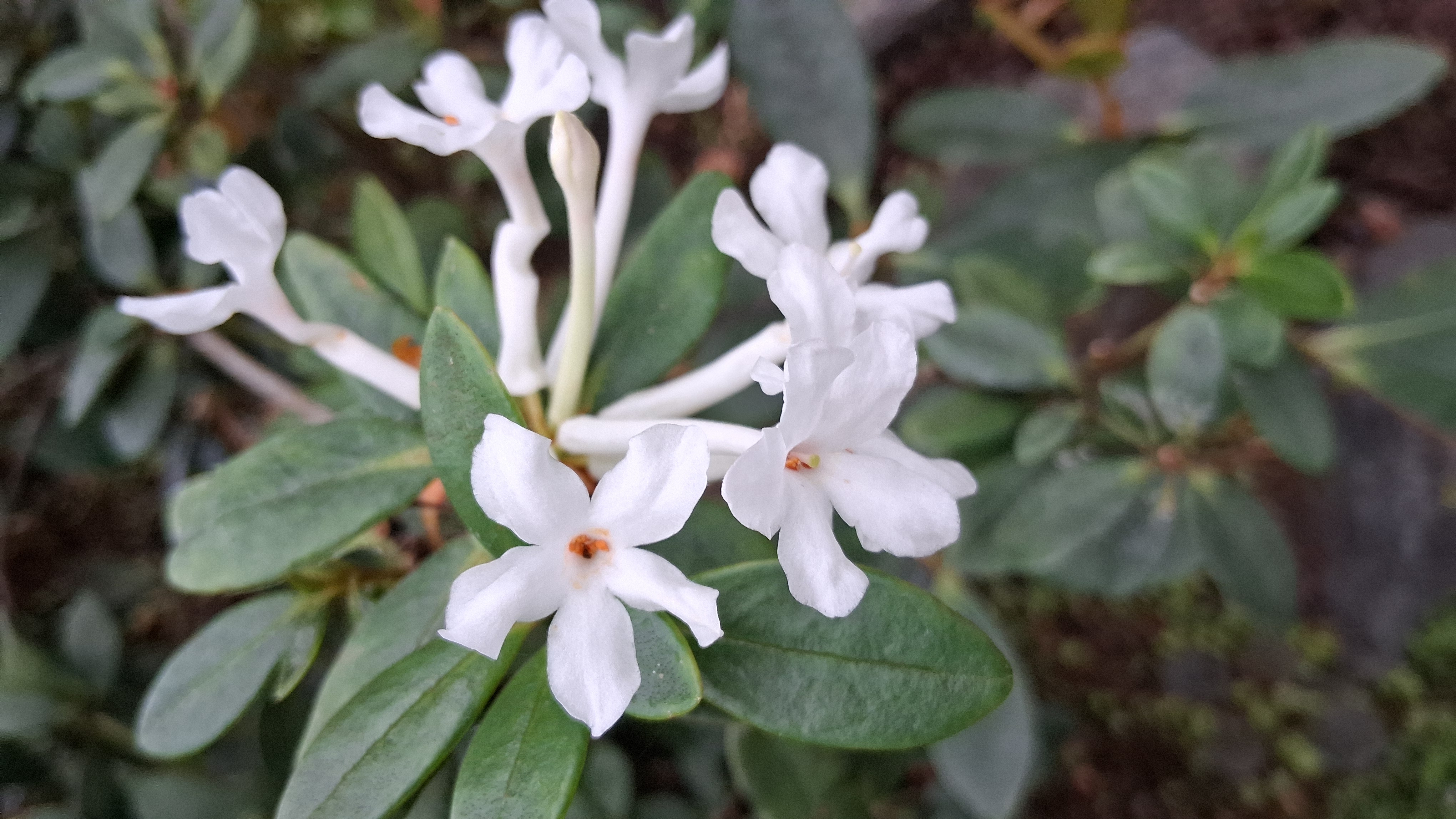 Rhododendron jasminiflorum photo