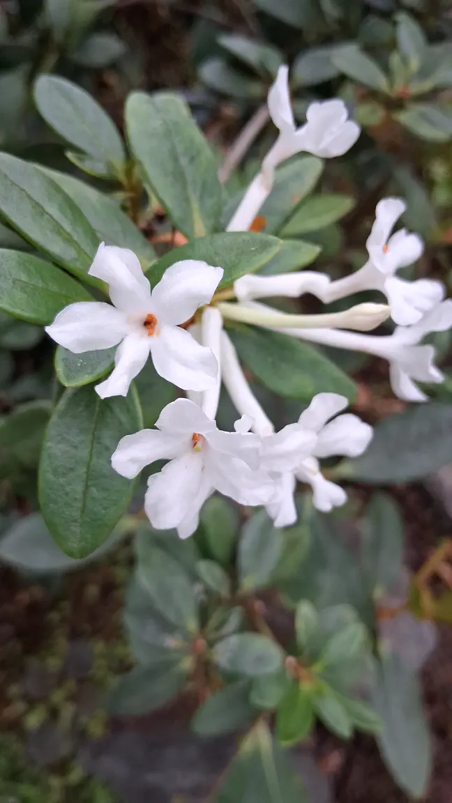 Photo of R. jasminiflorum, Species