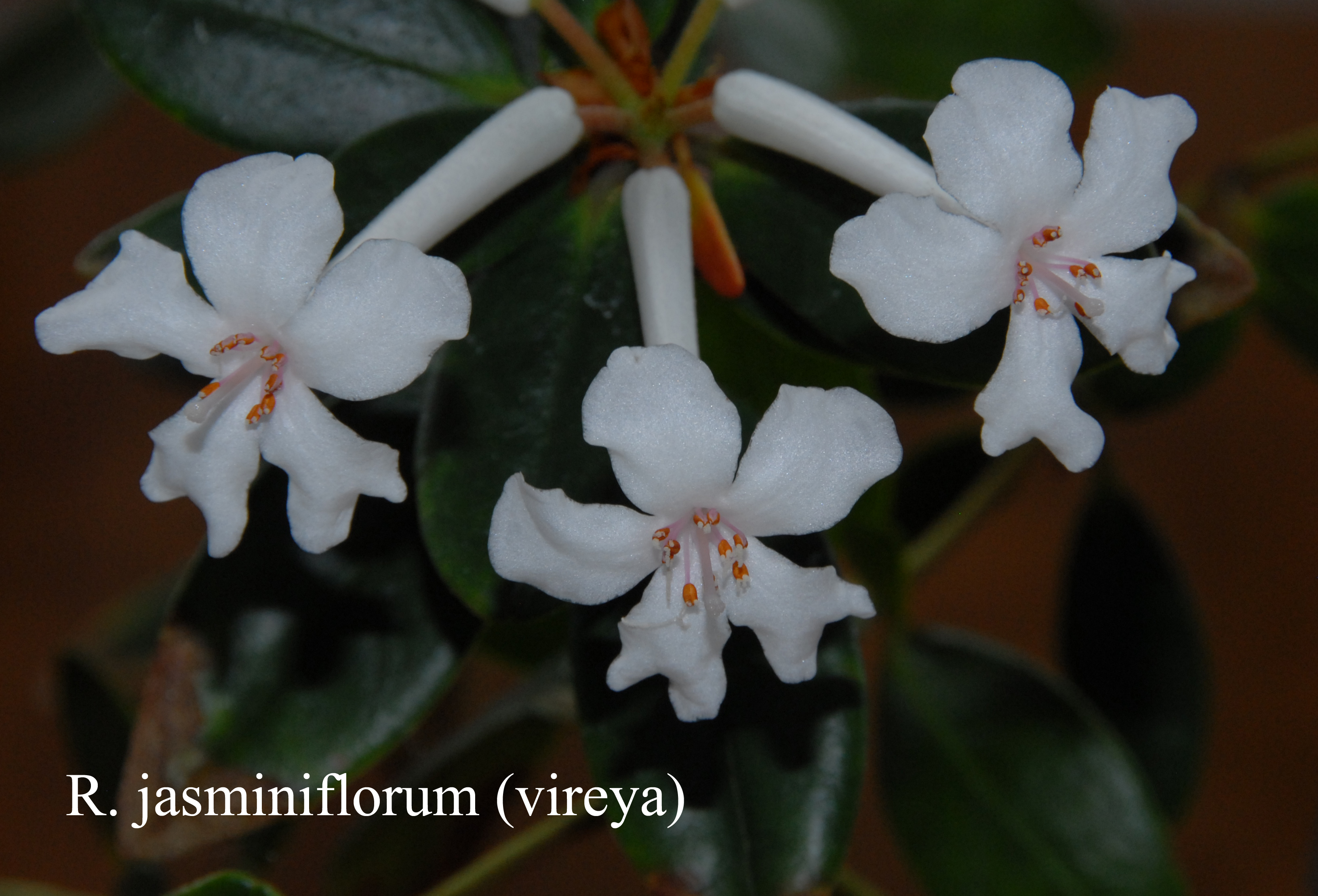 Rhododendron jasminiflorum photo