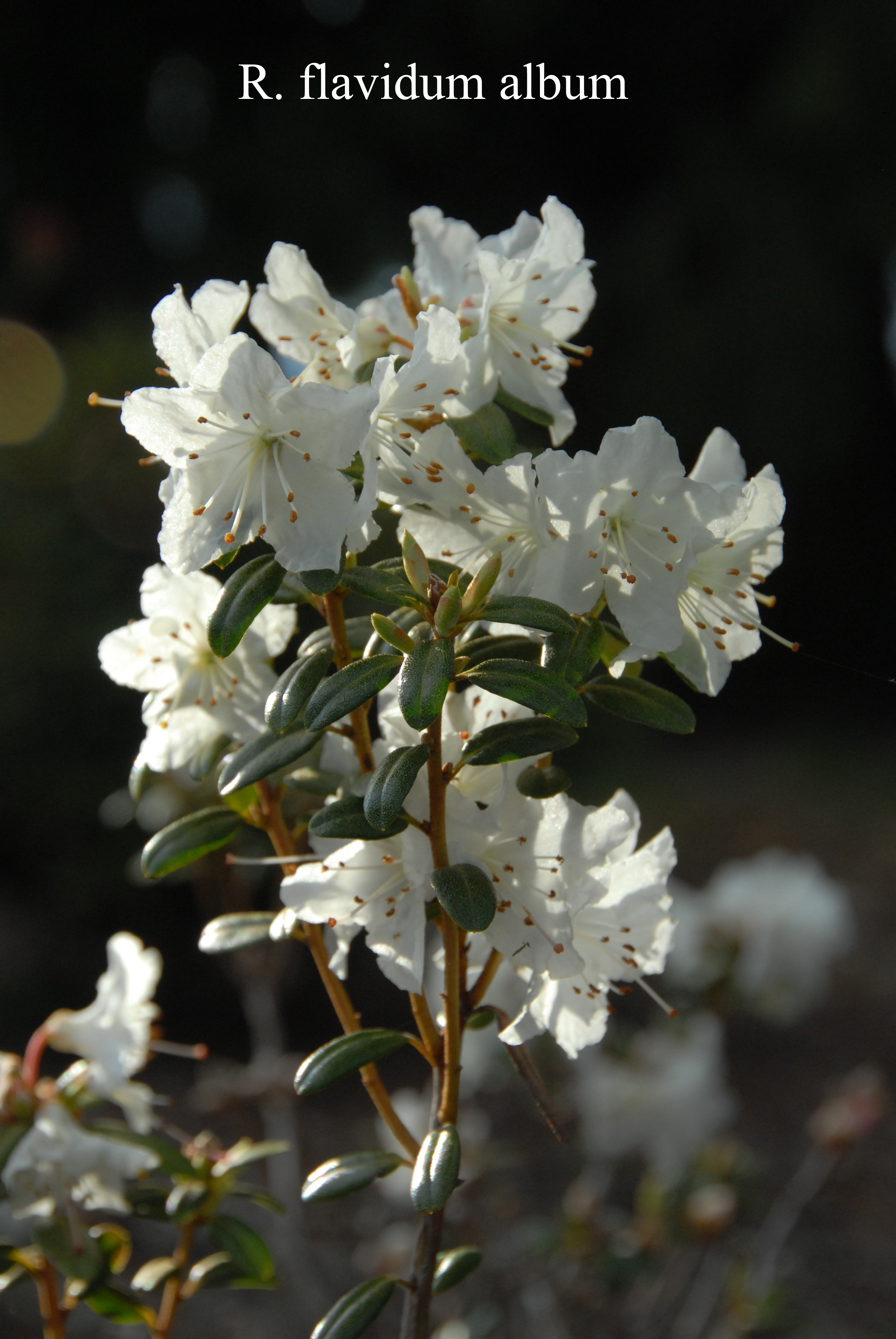 Rhododendron Album photo