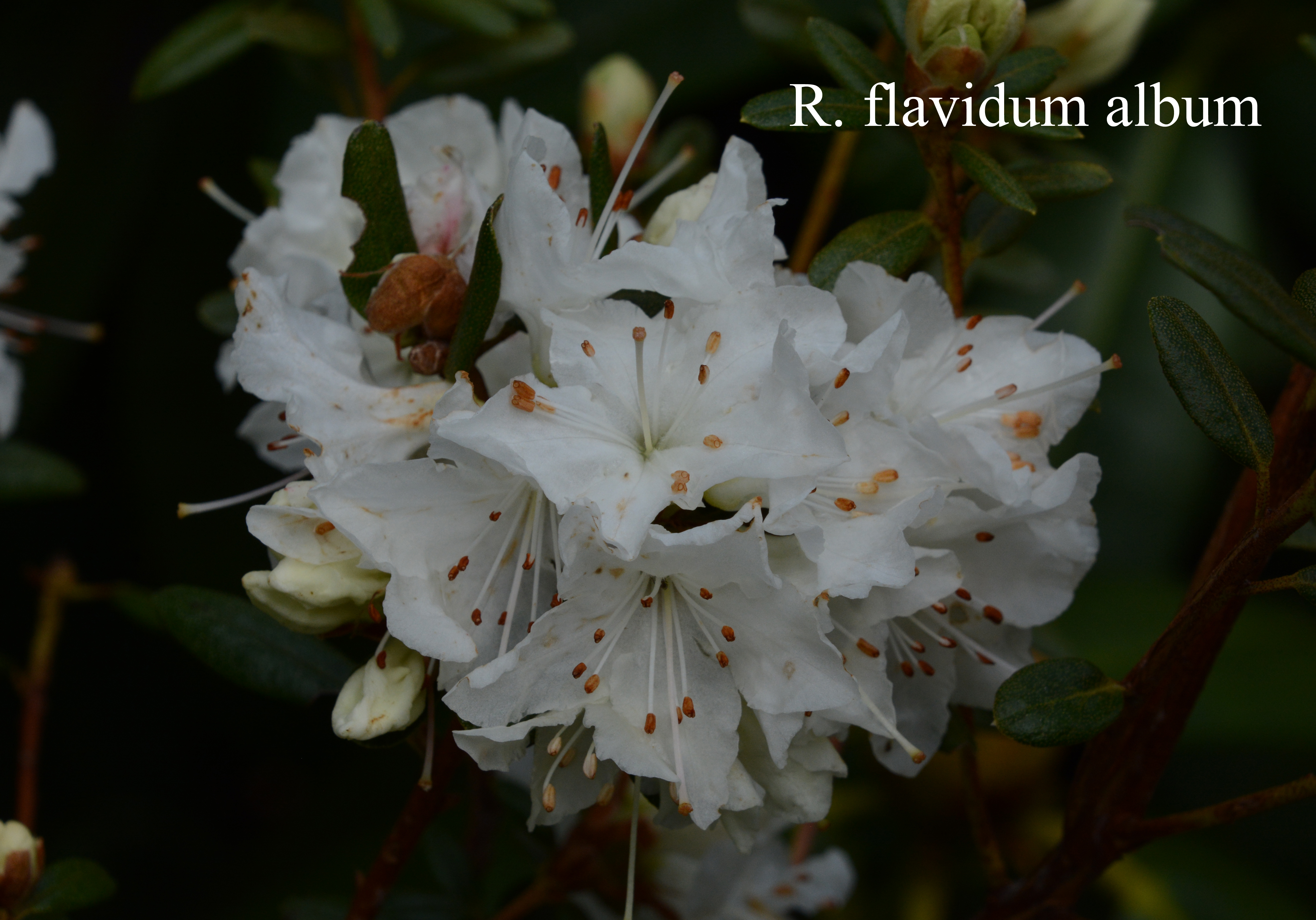 Rhododendron Album photo