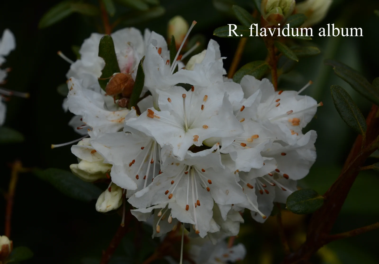 R. flavidum 'Album' photo of R. flavidum 'Album'. Location: Fearing's Farm Nursery, Abbotsford, BC, Canada. Photo by: Harold Fearing