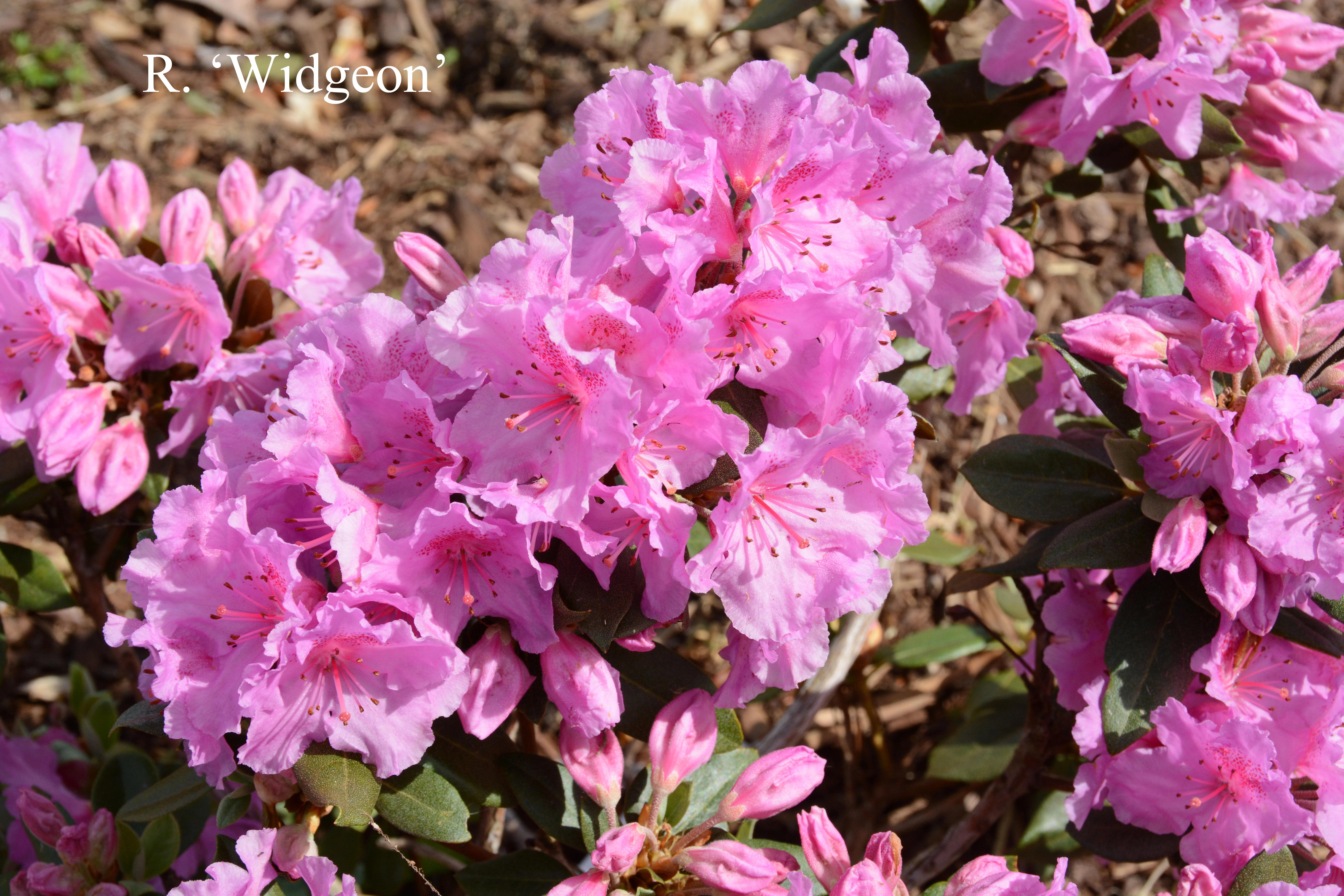 Rhododendron Wigeon photo