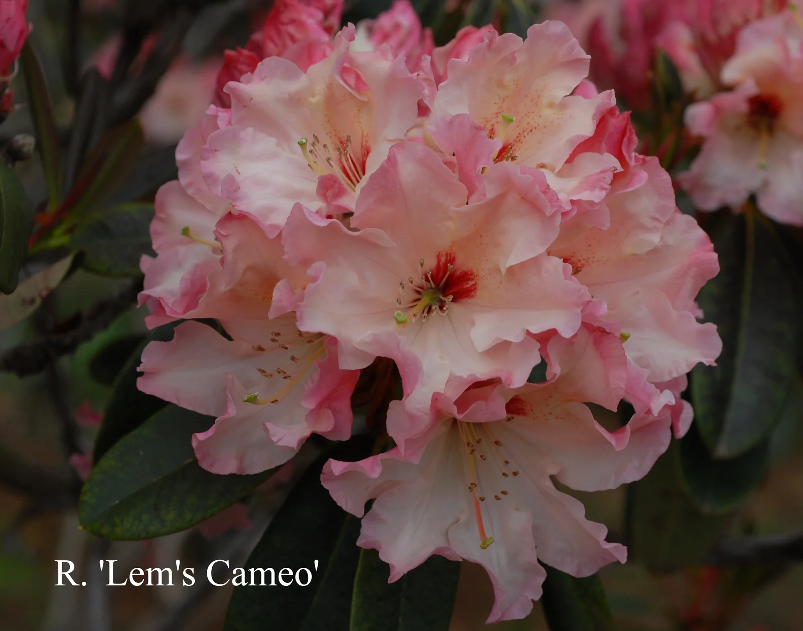 R. 'Lem's Cameo' photo of R. 'Lem's Cameo'. Location: Fearing's Farm Nursery, Abbotsford, BC, Canada. Photo by: Harold Fearing
