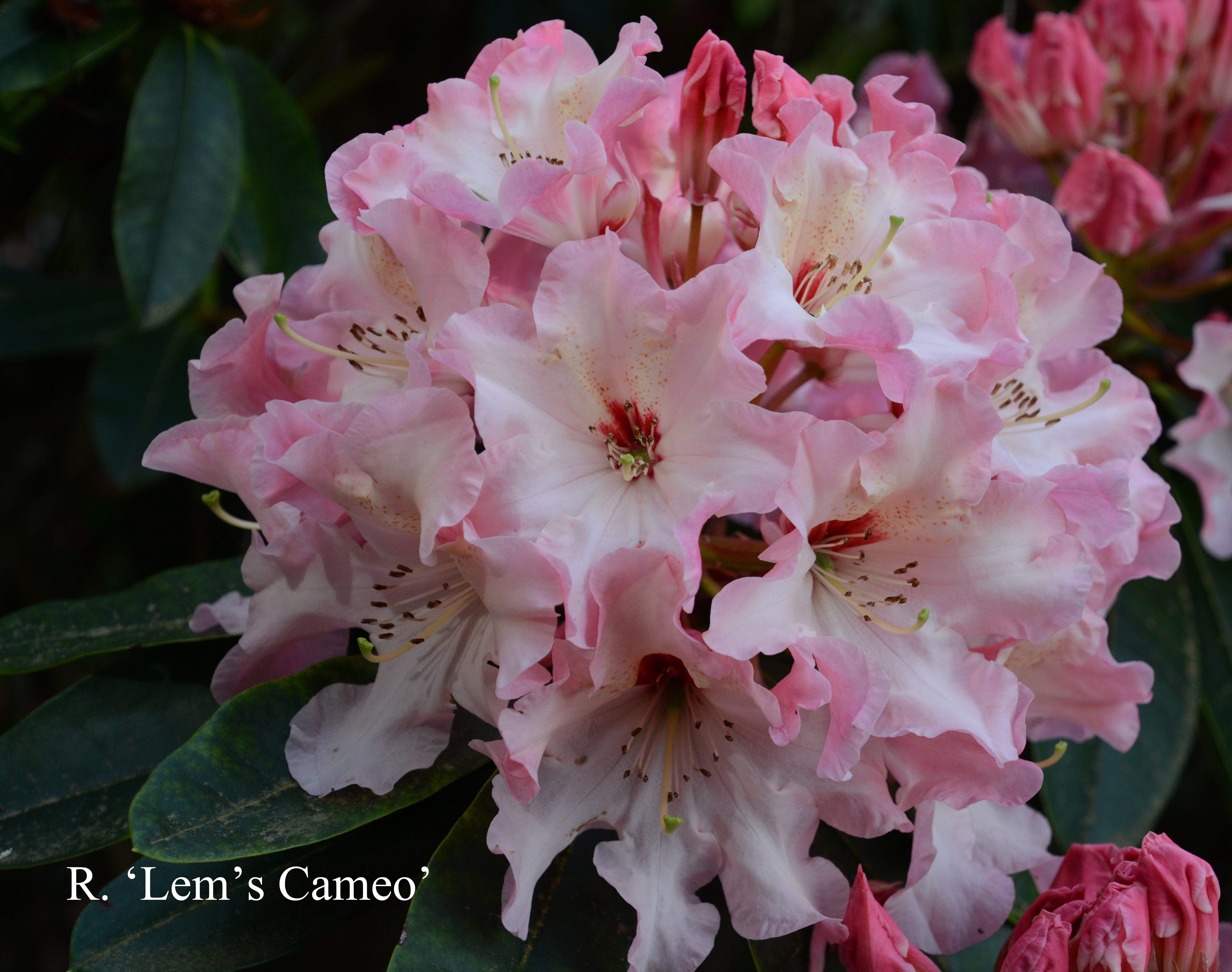 Rhododendron Lem's Cameo photo