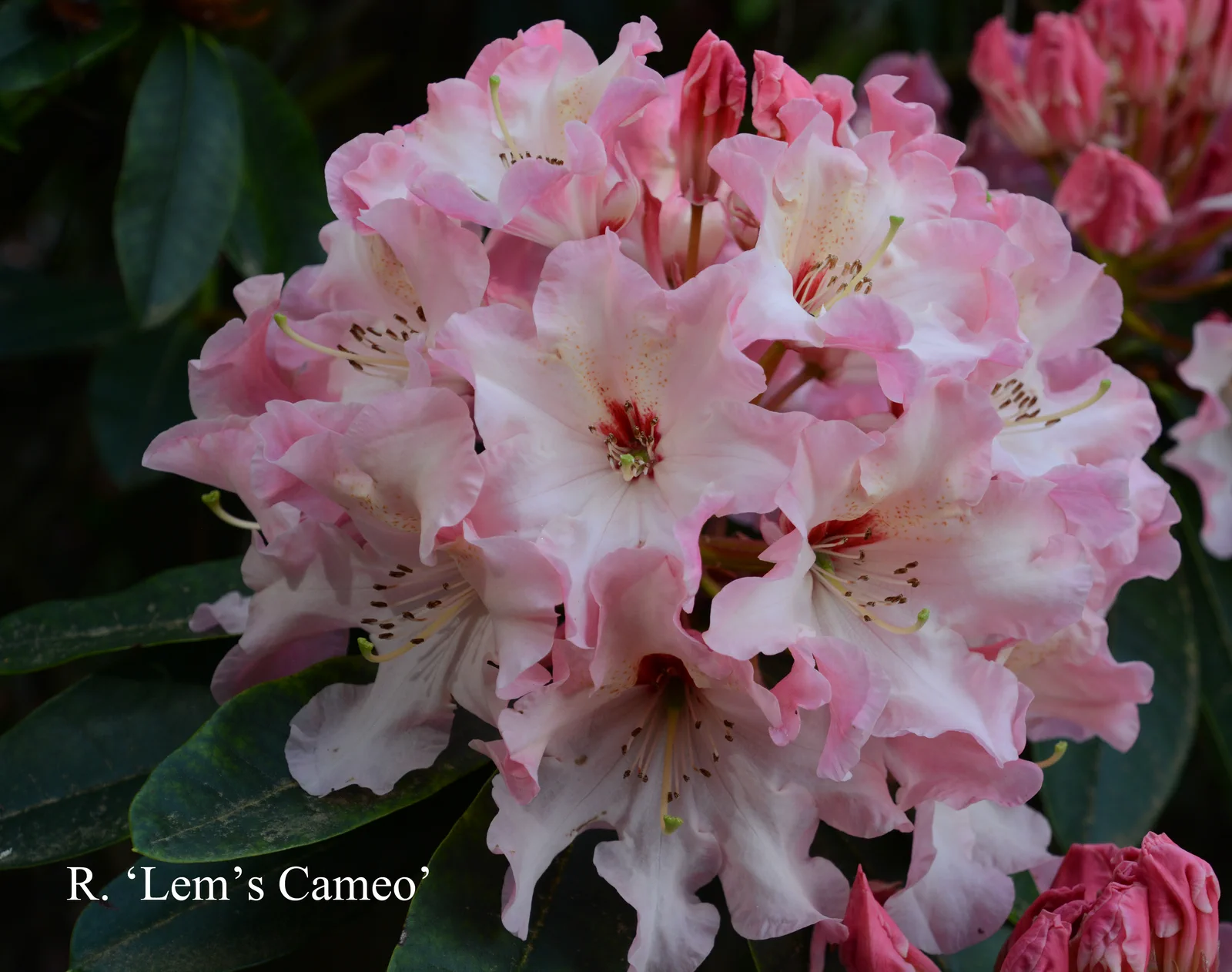 R. 'Lem's Cameo' photo of R. 'Lem's Cameo'. Location: Fearing's Farm Nursery, Abbotsford, BC, Canada. Photo by: Harold Fearing