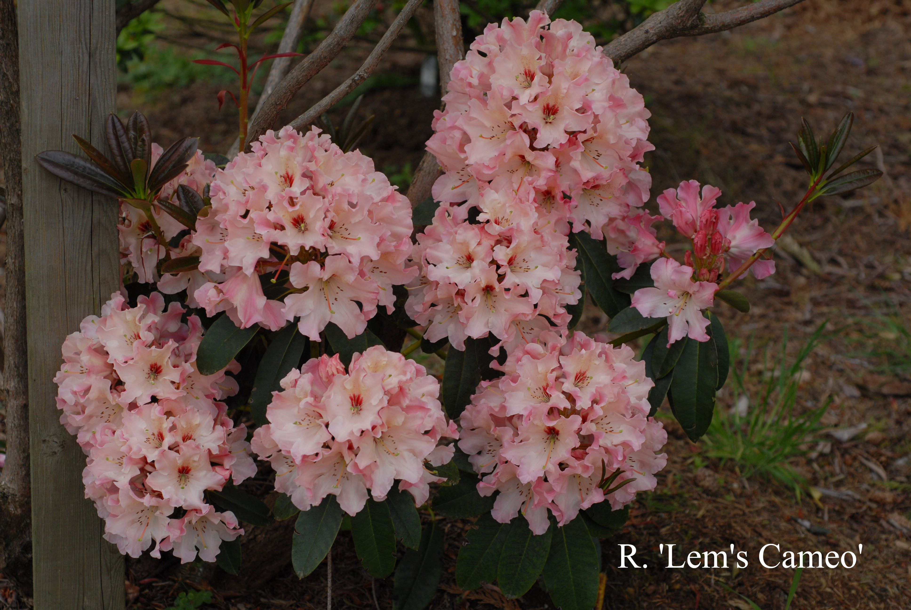 Rhododendron Lem's Cameo photo