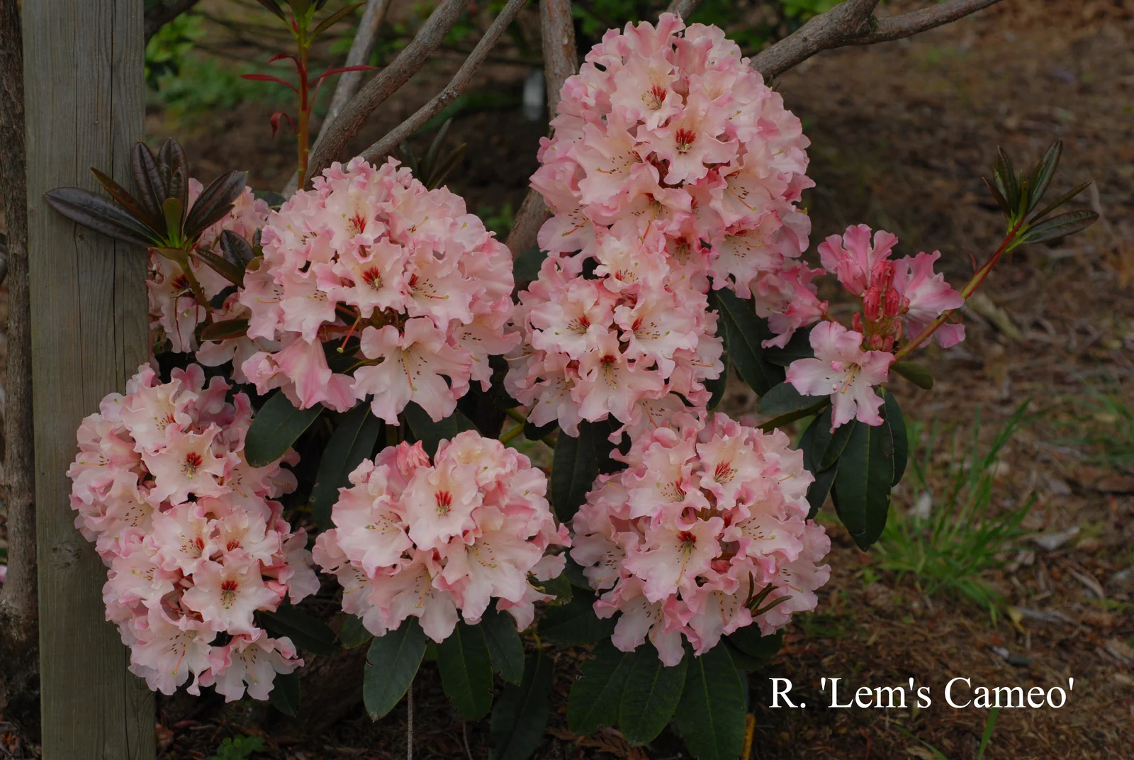 R. 'Lem's Cameo' photo of R. 'Lem's Cameo'. Location: Fearing's Farm Nursery, Abbotsford, BC, Canada. Photo by: Harold Fearing