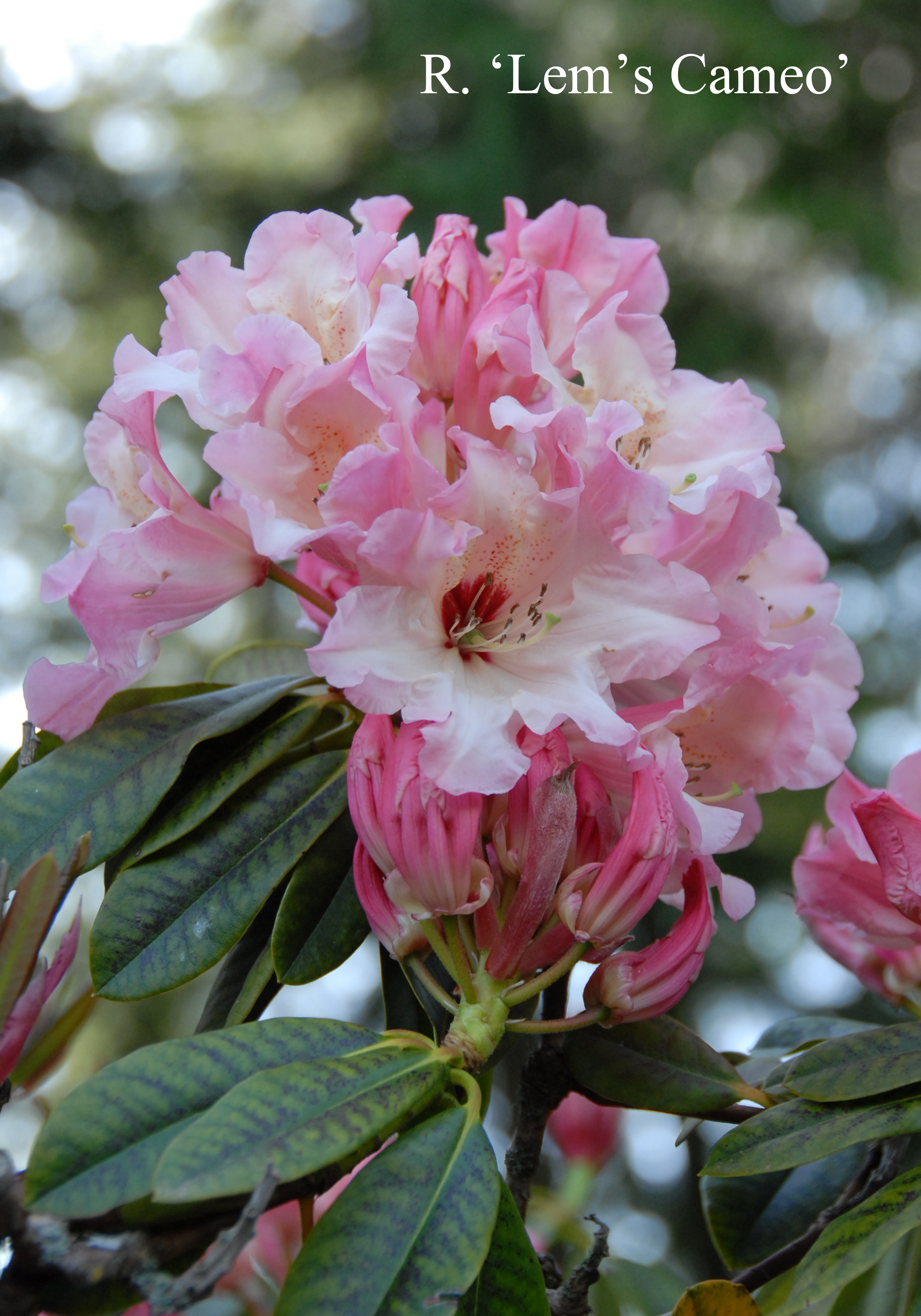 Rhododendron Lem's Cameo photo