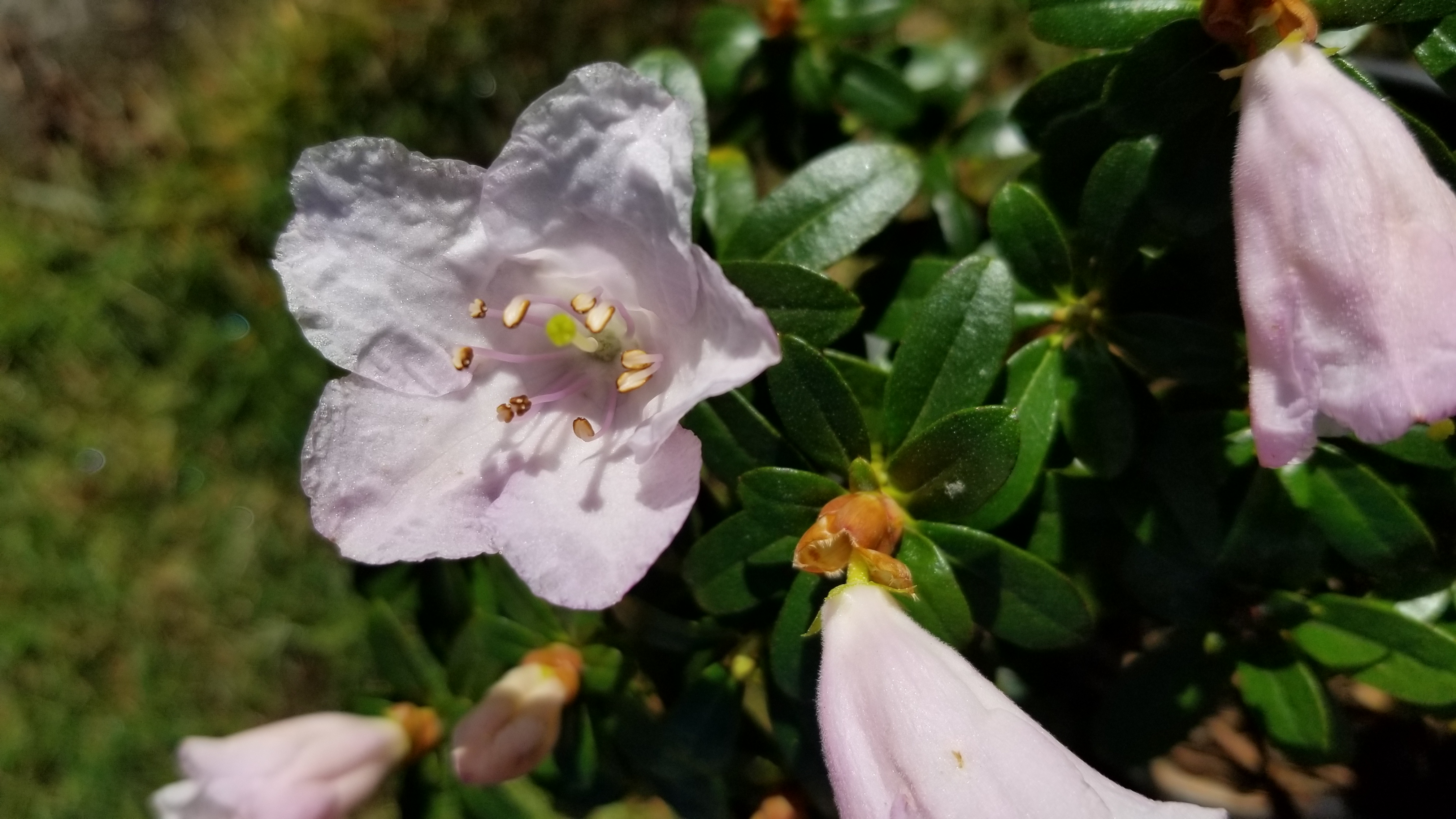 Rhododendron pemakoense photo