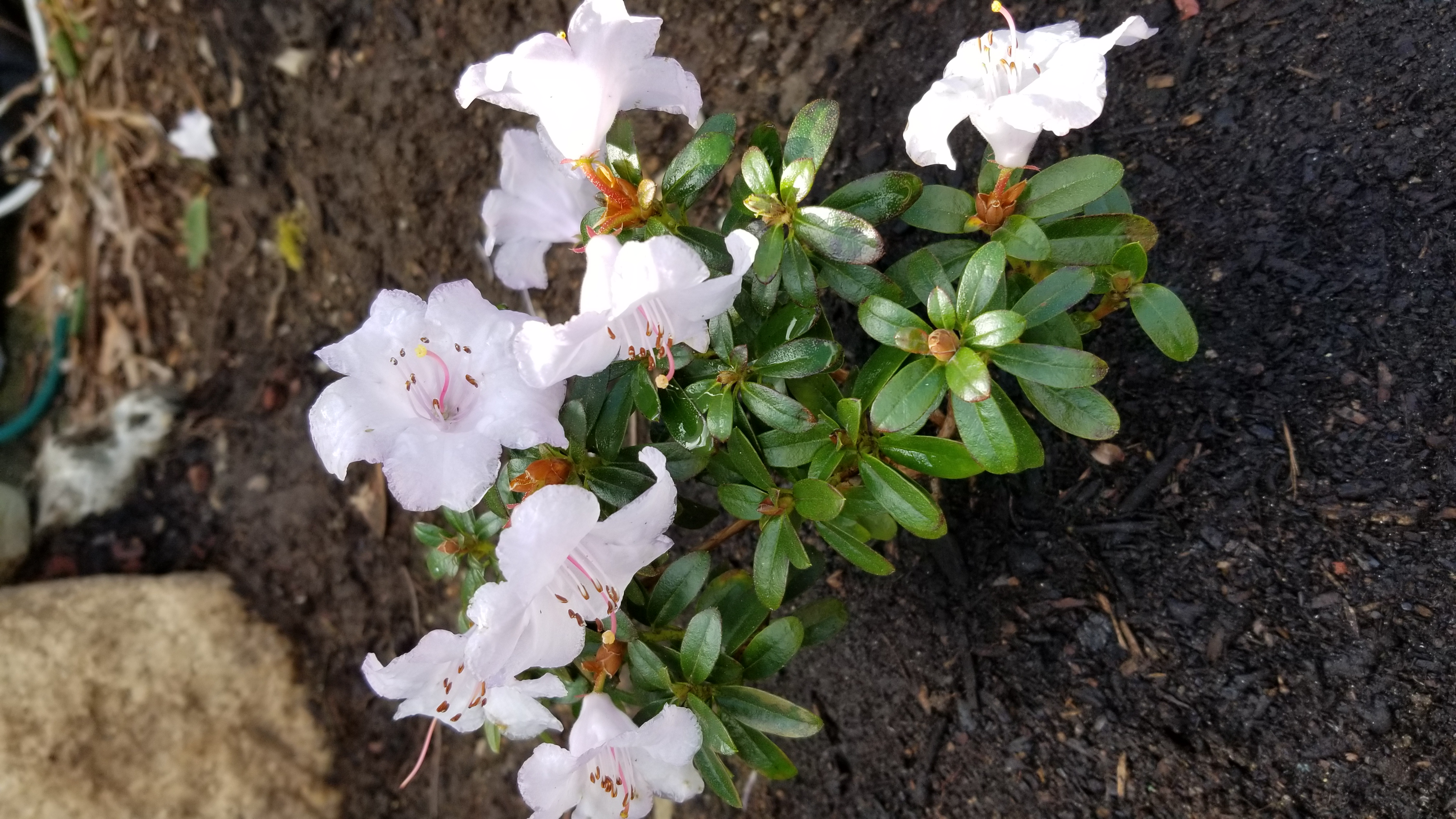 Rhododendron pemakoense photo