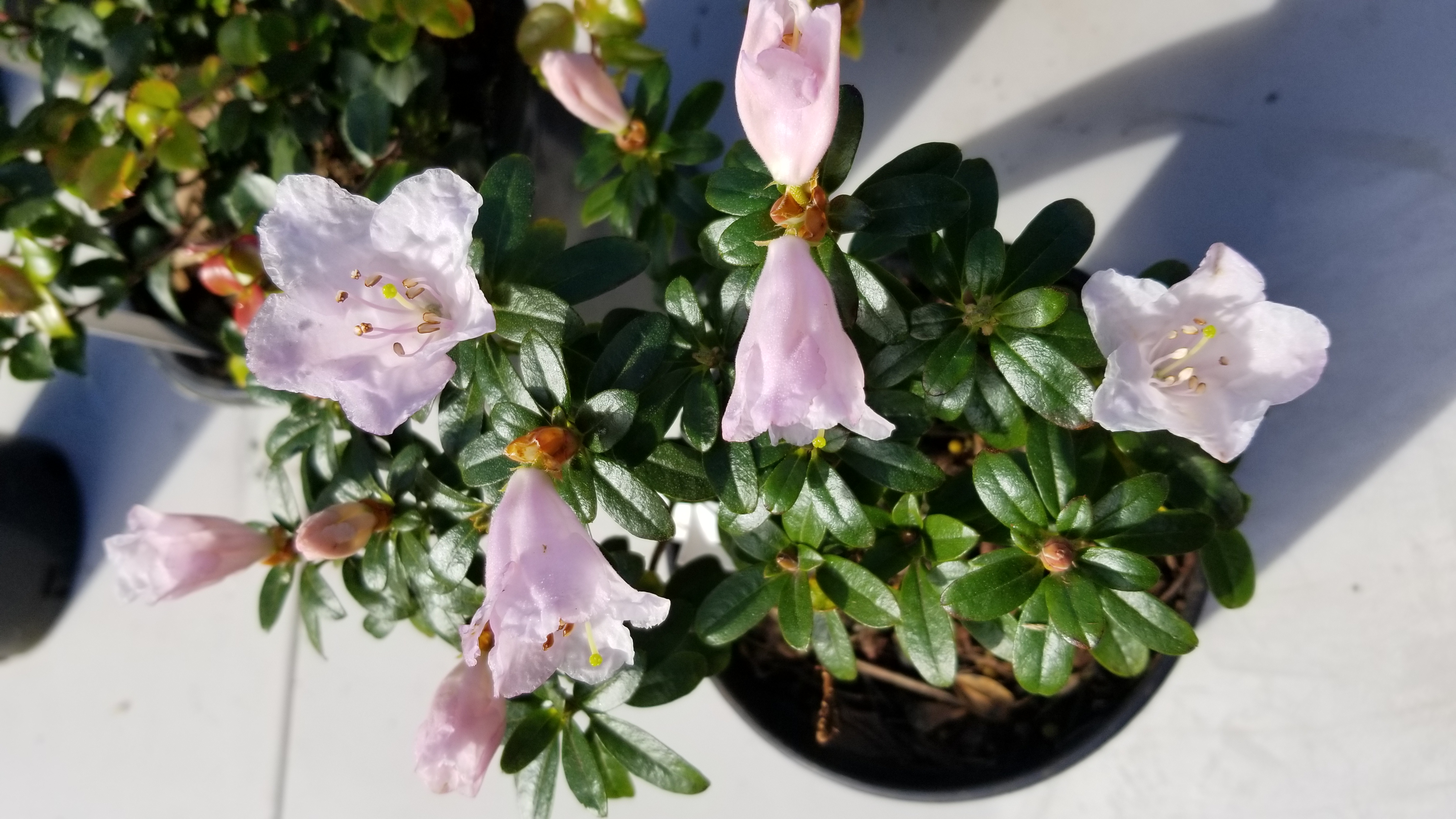 Rhododendron pemakoense photo